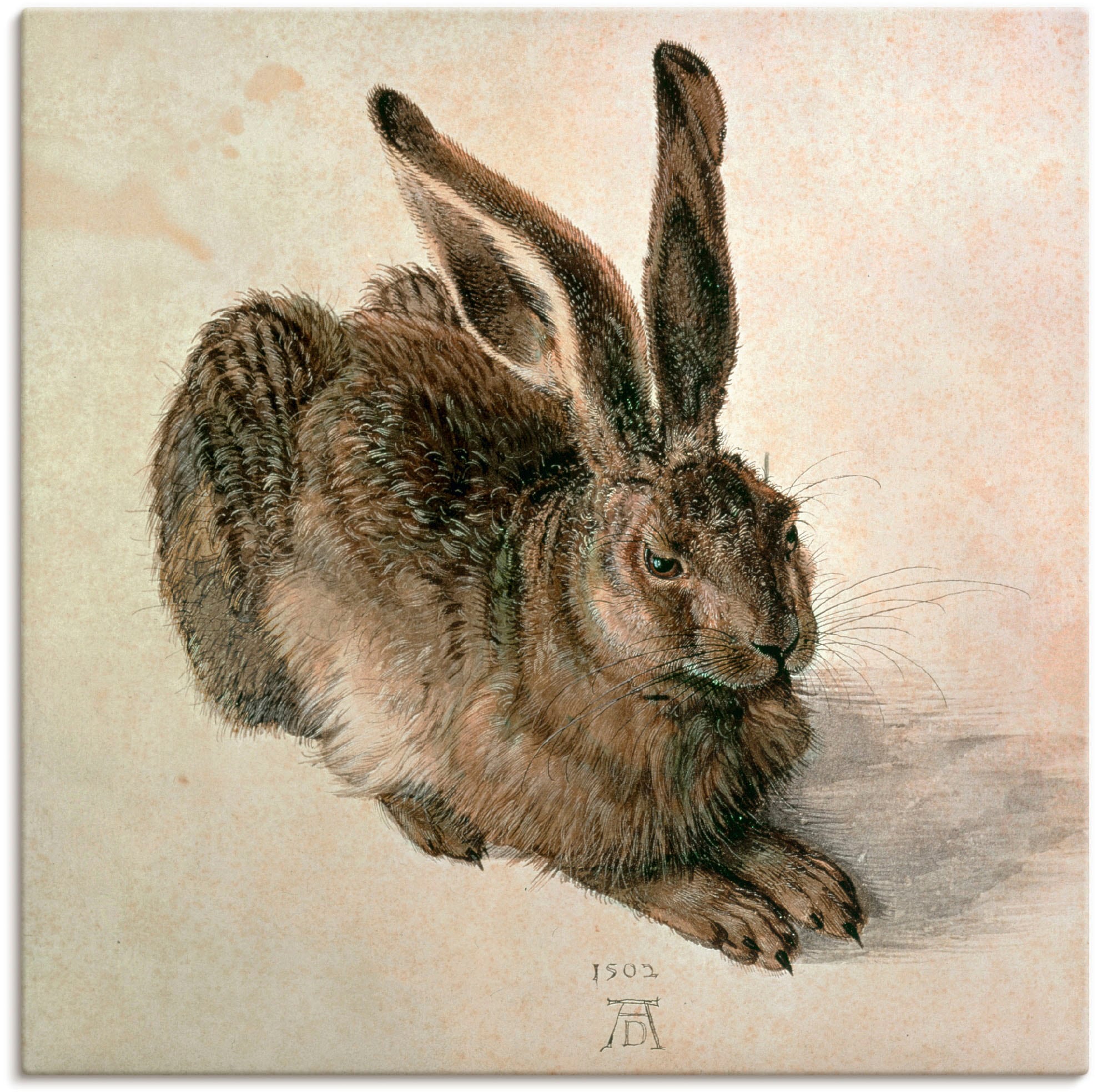 Artland Wandbild "Junger Feldhase. 1502" Wildtiere 1 Stk. tlg. als Leinwandbild, Poster in verschied. Größen