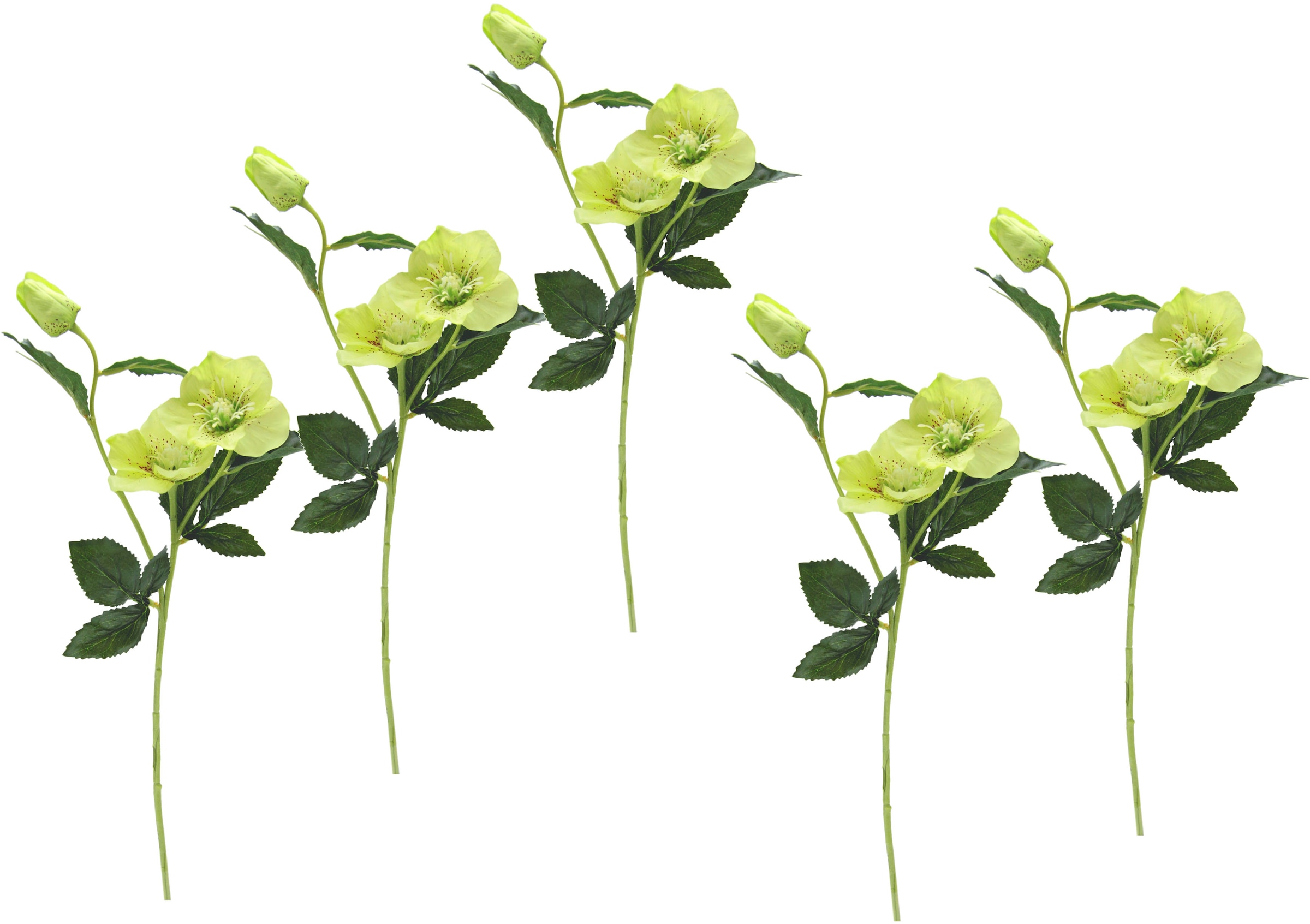 Kunstblume »Christrose«, Künstlich Seidenblumen, 5er Set