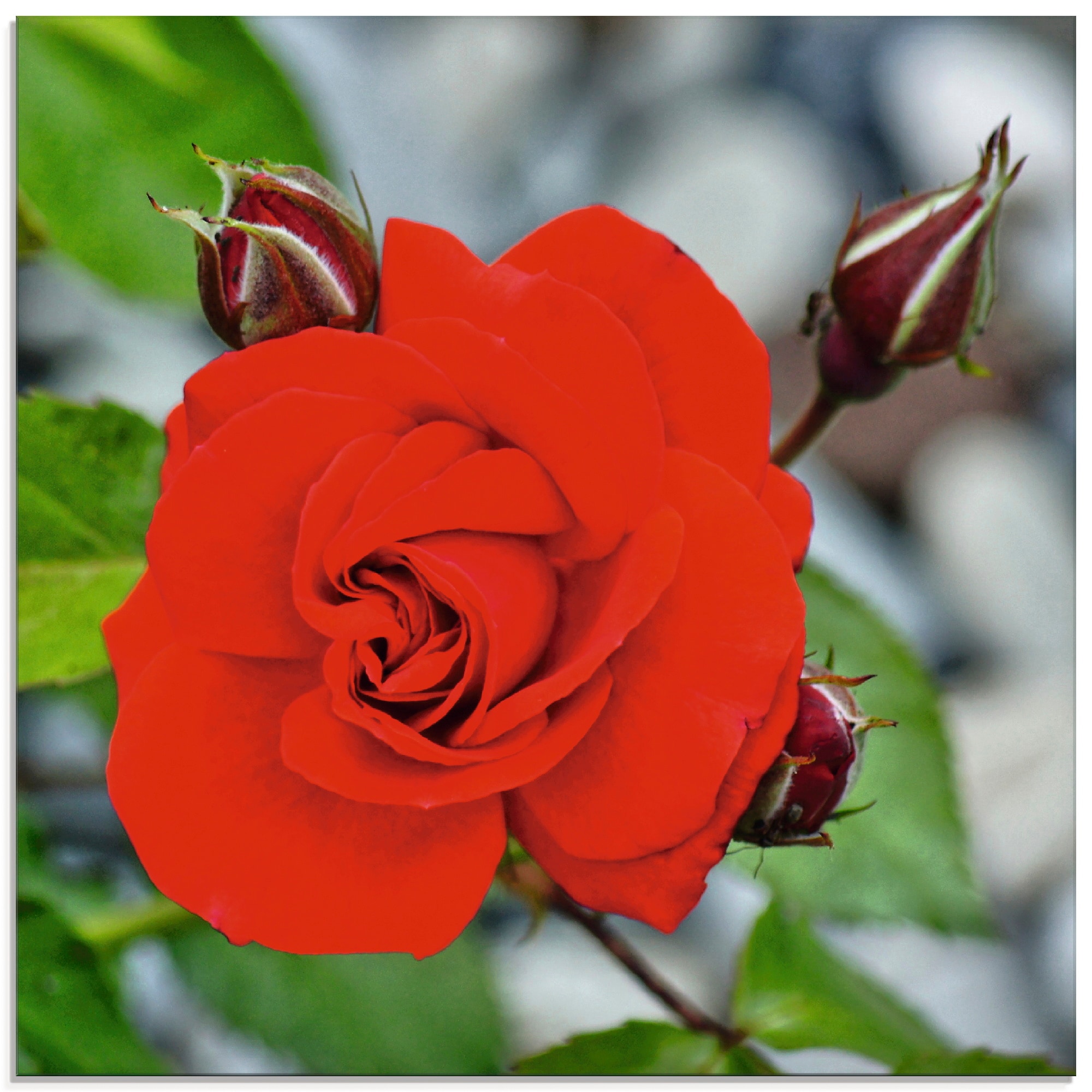 Artland Glasbild "Rote Rosenblüte mit Knospen", Blumen, (1 St.), in verschiedenen Größen