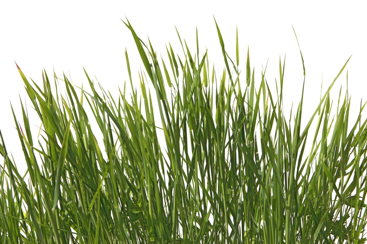 A.S. CRÉATION Vliestapete "Gras-Tapete Naturmotiv Grün Weiß Fototapete", B/L: 2,5mm x 3,75mm, Rollen:grün, Wohnzimmer, Tapeten