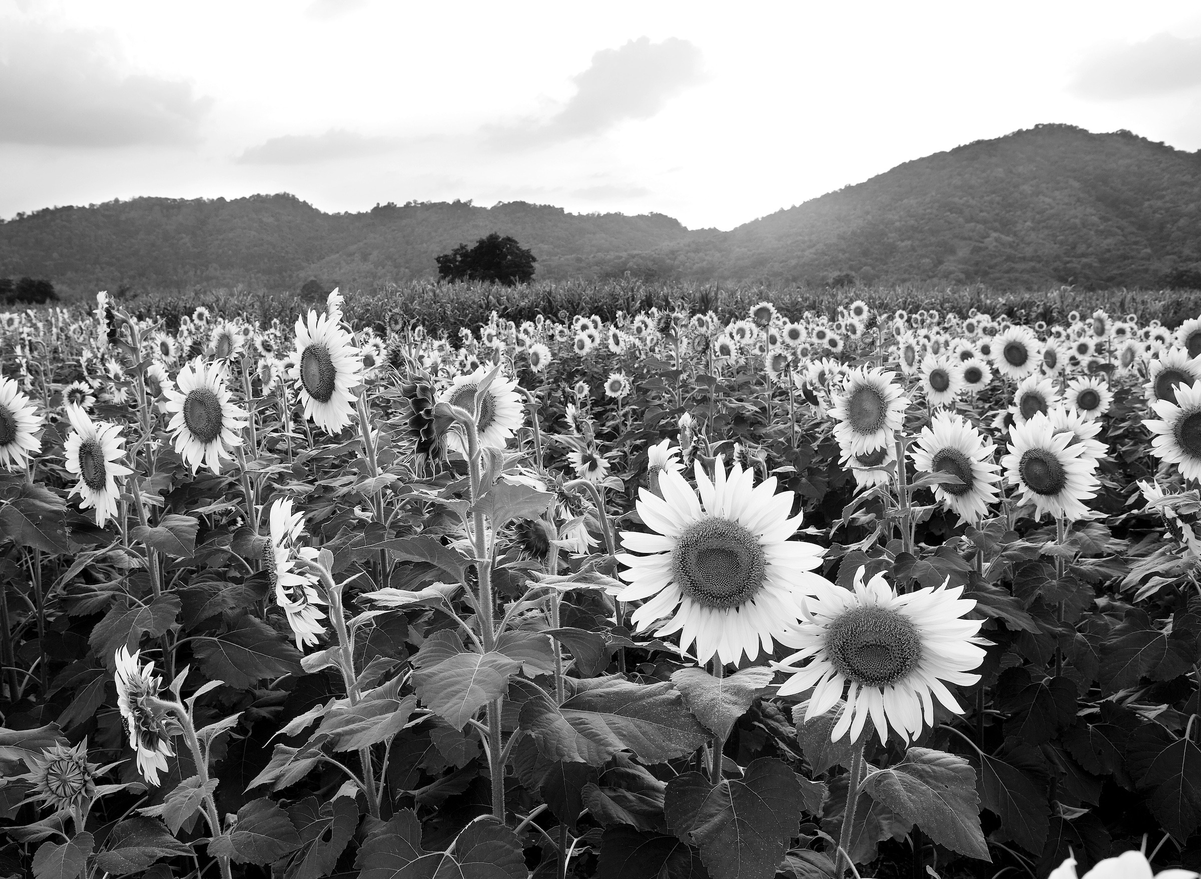 Papermoon Fototapete "Sonnenblumenfeld Schwarz & Weiß"