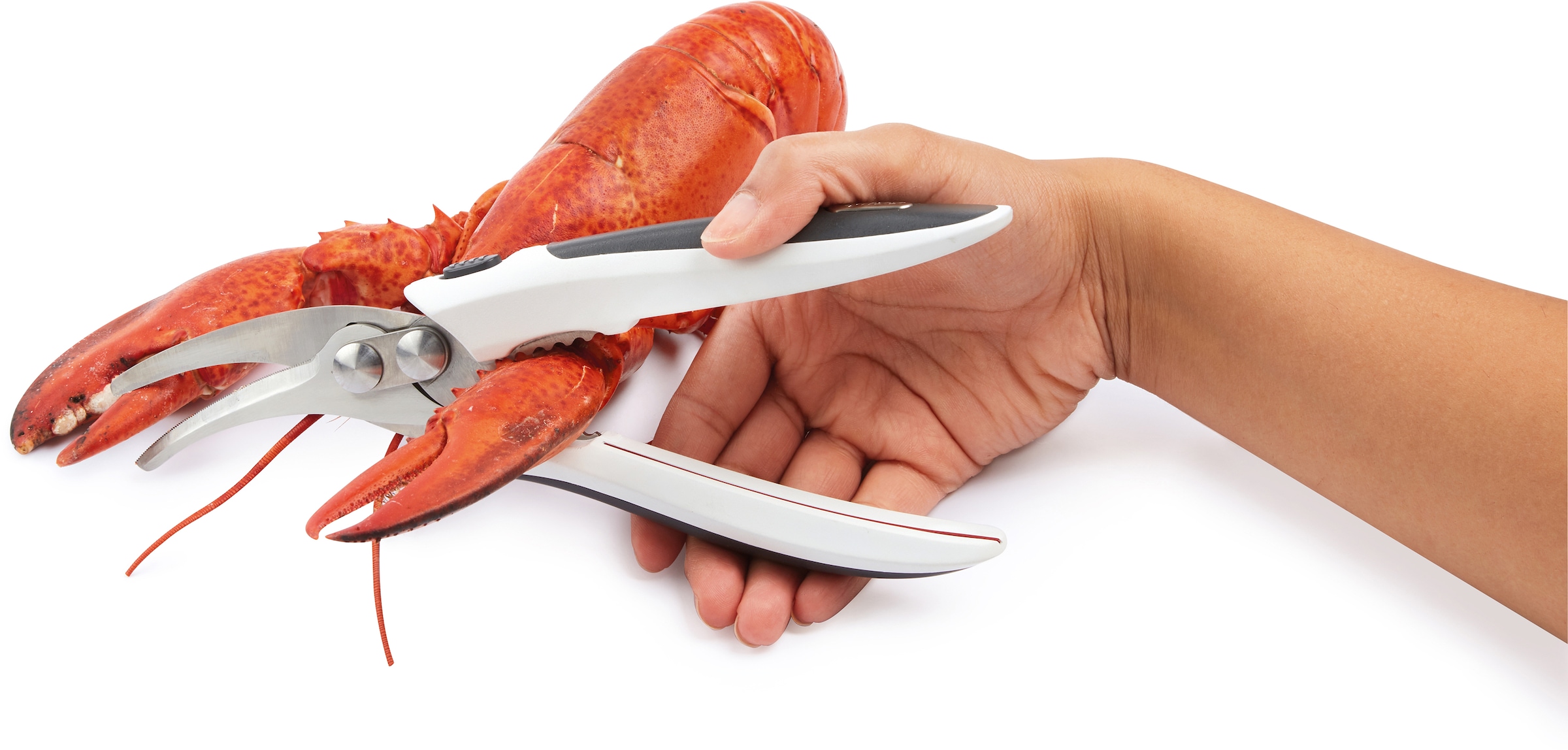 BAUR | Fischschere kaufen zyliss »Shellfish im Edelstahl, Shears«, Griff integrierter Knacker