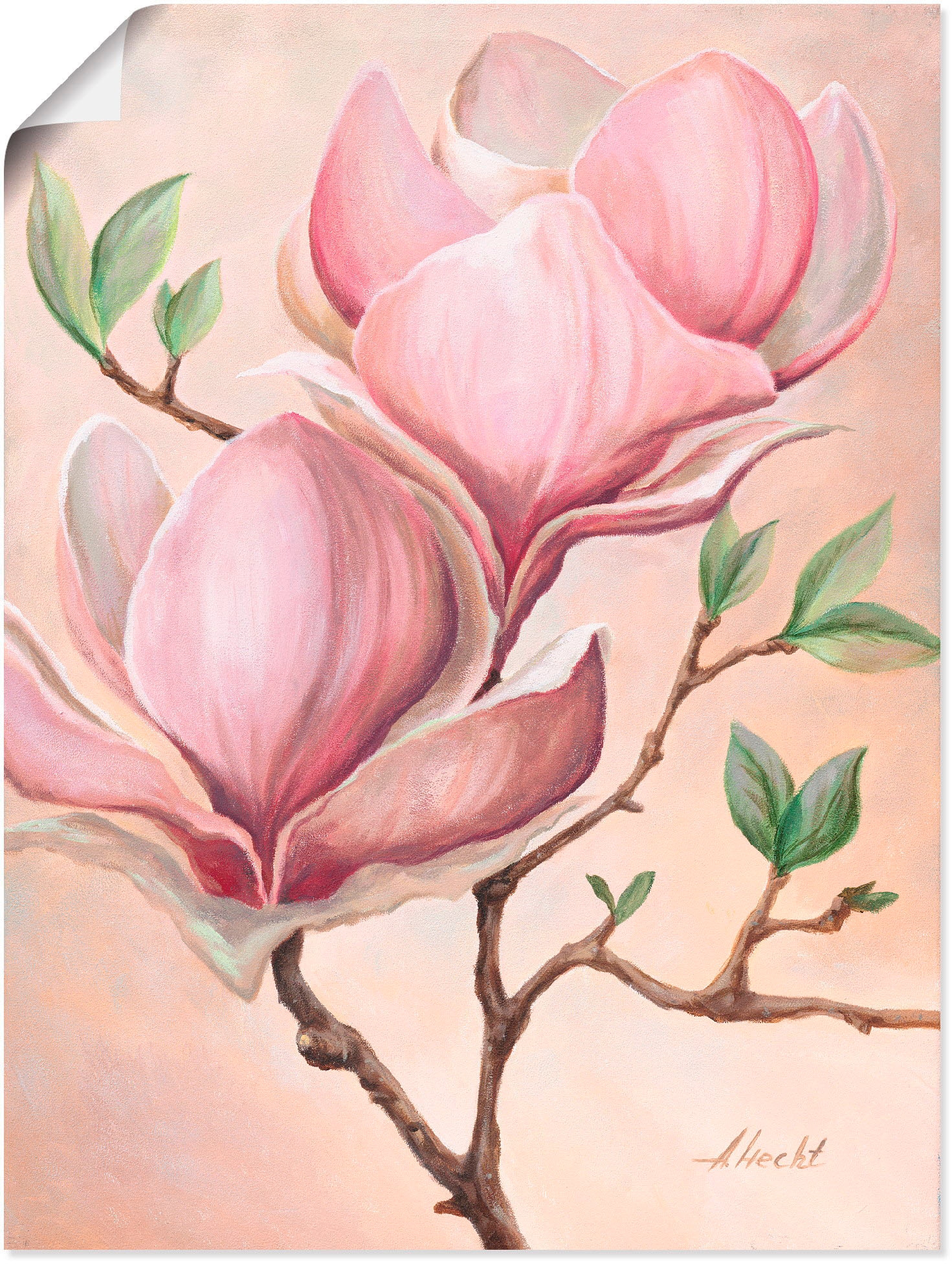 Artland Wandbild "Magnolienblüten" Blumen 1 Stk. tlg. als Leinwandbild, Poster in verschied. Größen