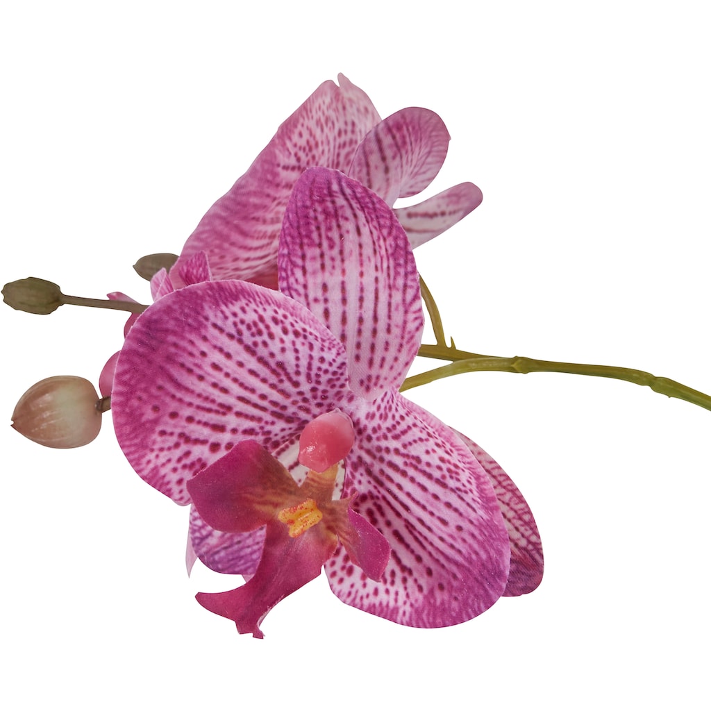 Home affaire Kunstpflanze »Orchidee«