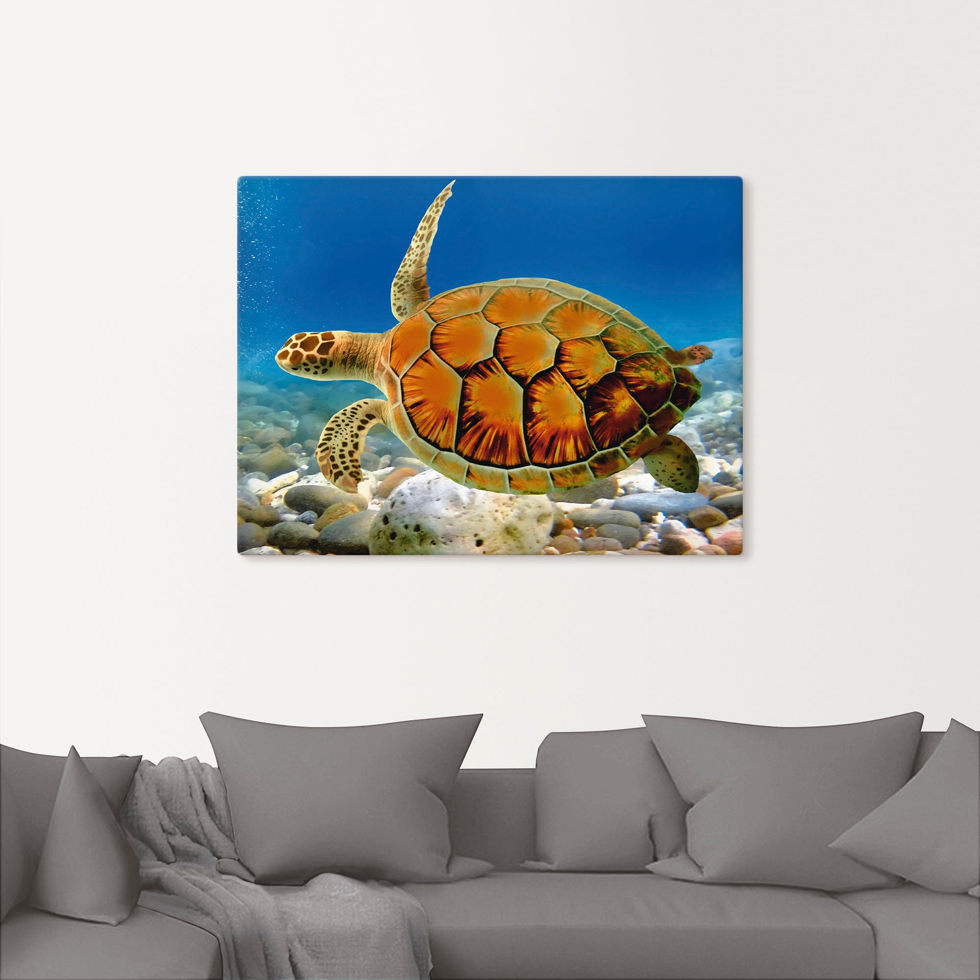 Artland Wandbild »Schildkröte«, Wassertiere, (1 St.), als Leinwandbild, Poster, Wandaufkleber in verschied. Größen