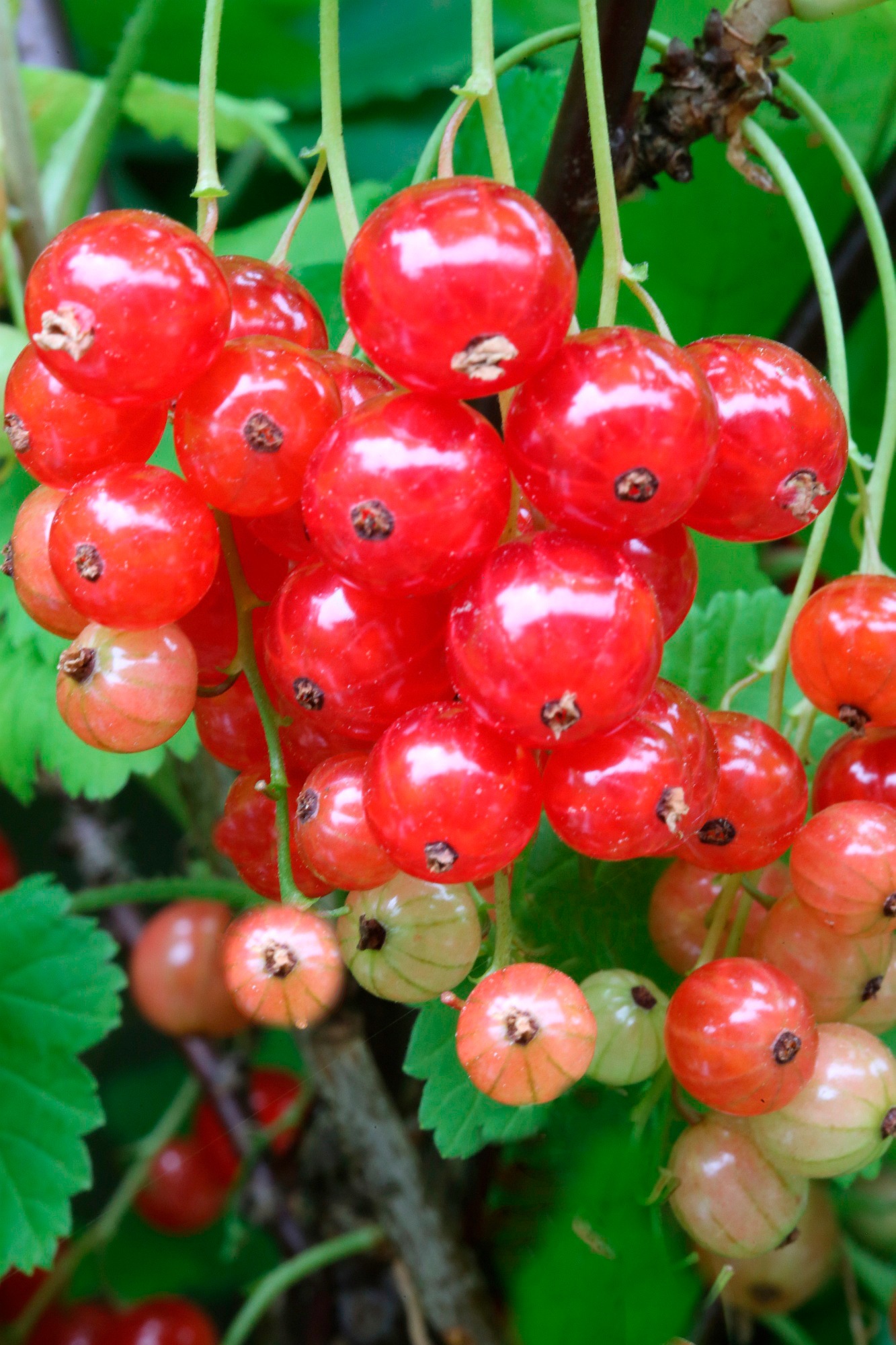 BCM Obstpflanze »Säulenobst Johannisbeere 'Junifeuer' rot«, (1 St.), Höhe: 50 cm, 1... kaufen