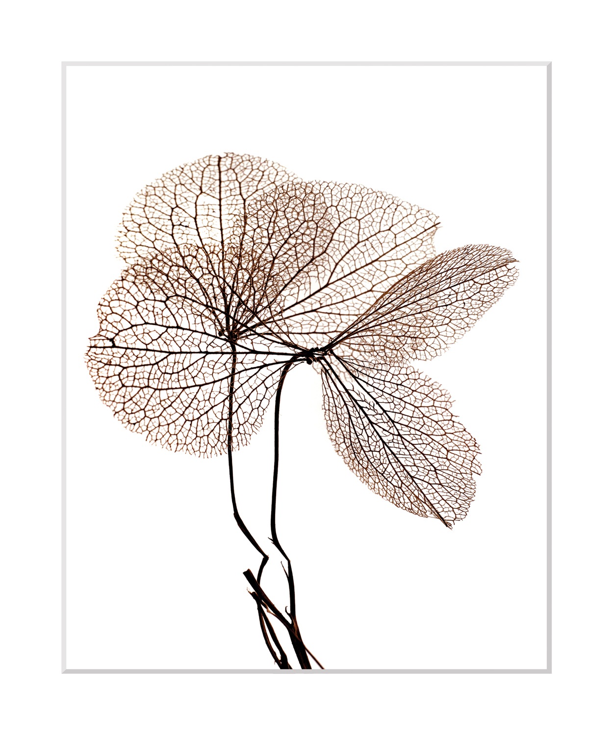 queence Bild »Annabell«, Blumen, Blumen, gerahmt