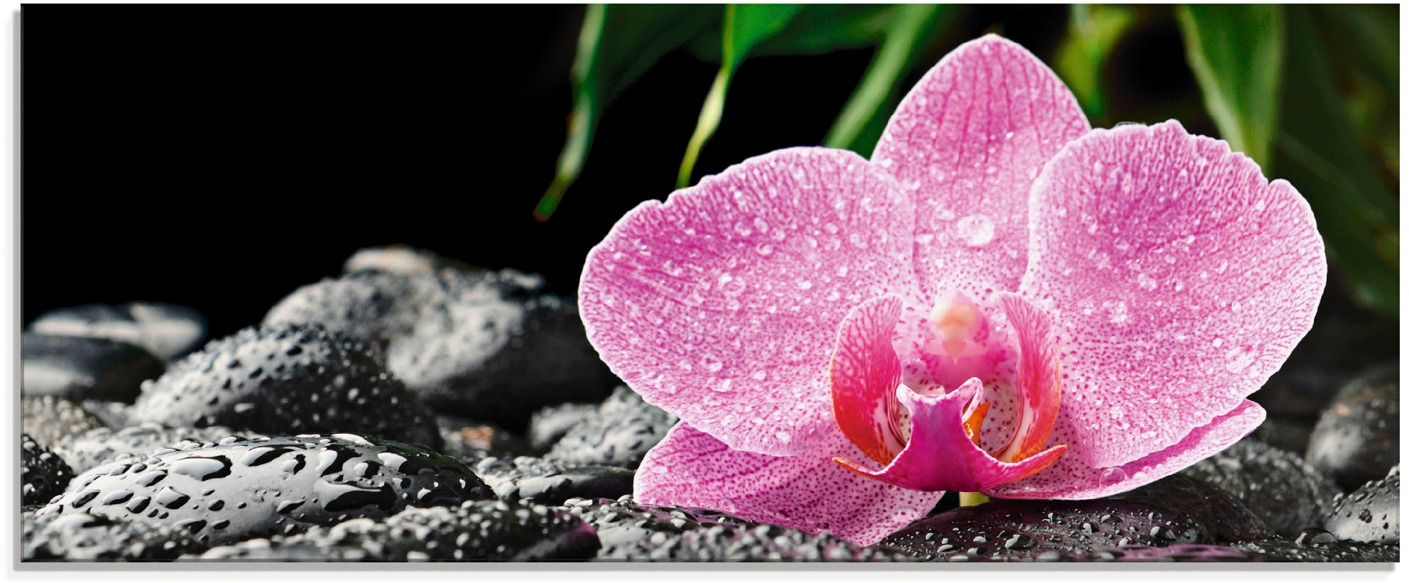 Artland Glasbild "Rosa Orchidee auf schwarzen Zen Steinen" 1 Stk. tlg. in v günstig online kaufen