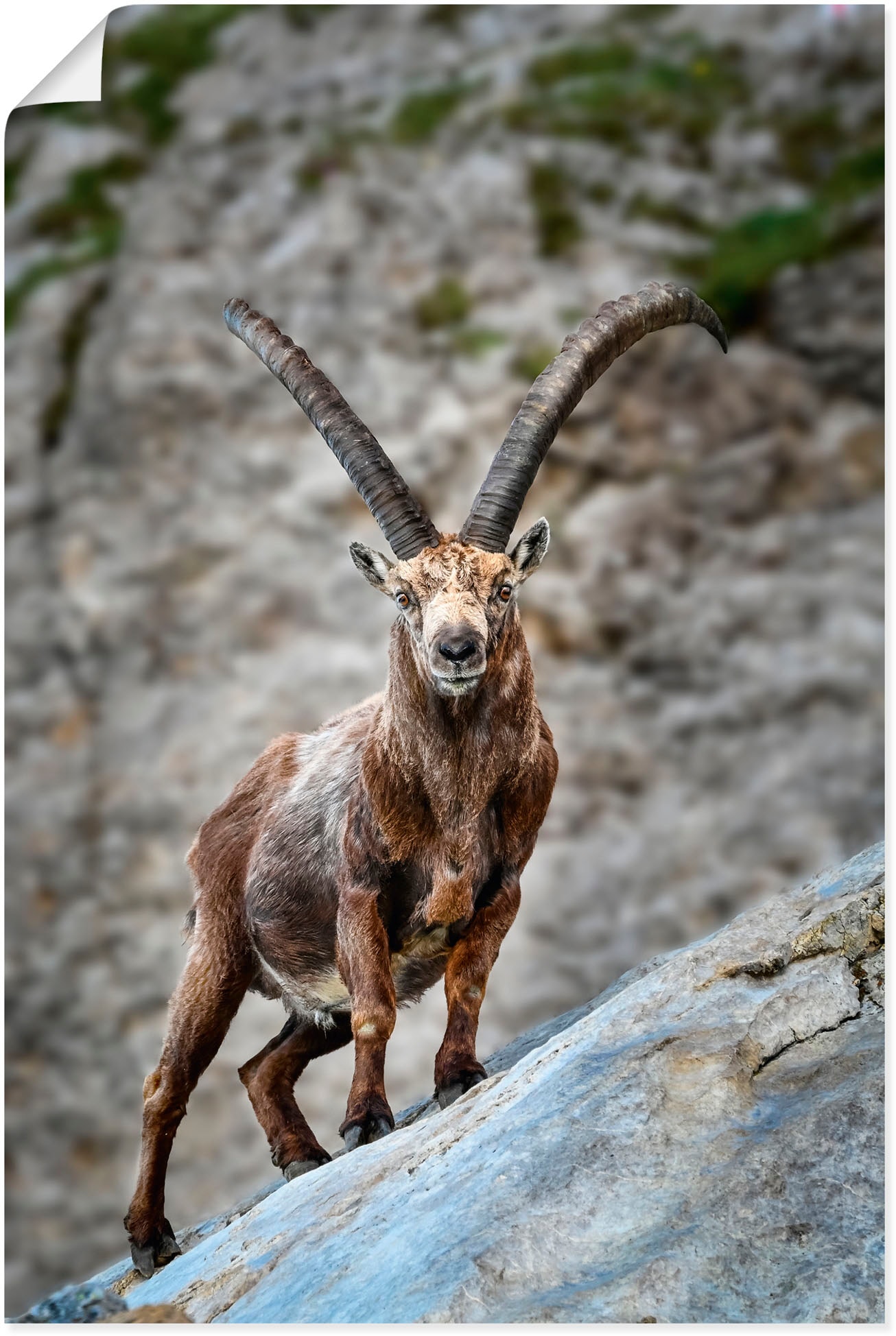 Artland Poster "Steinbock mit großen Hörnern", Ziegen, (1 St.), als Alubild günstig online kaufen