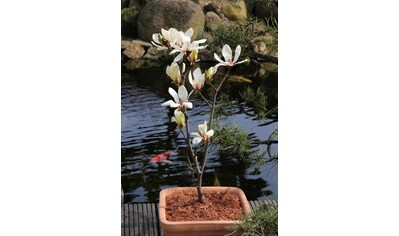 BCM Gehölze »Magnolie 'Sunrise'«, (1 St.), Höhe: 50-60 cm, 1 Pflanzen kaufen