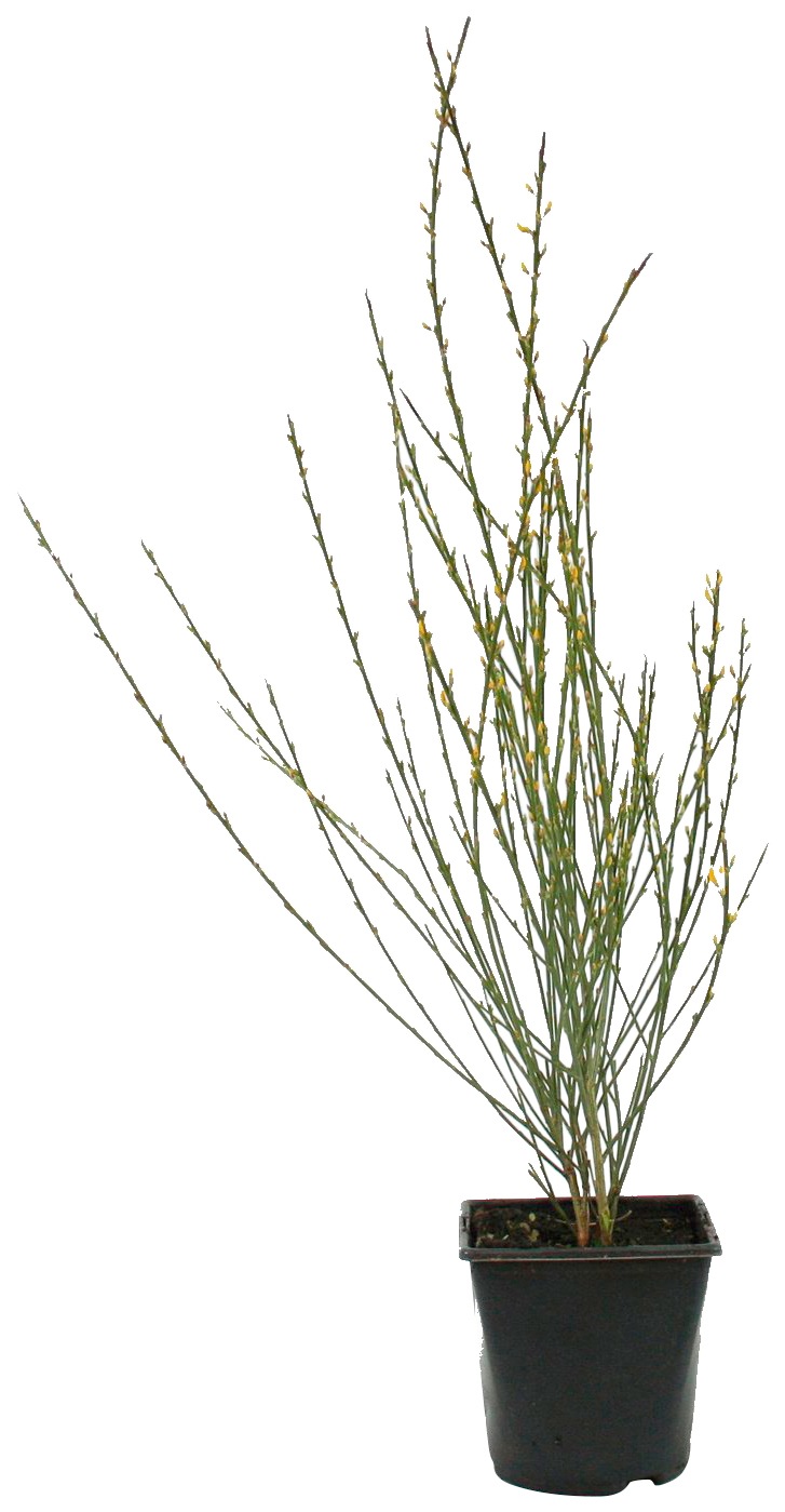 BCM Beetpflanze »Ginster«, (1 St.), Höhe: 30-40 cm, 1 Pflanze kaufen
