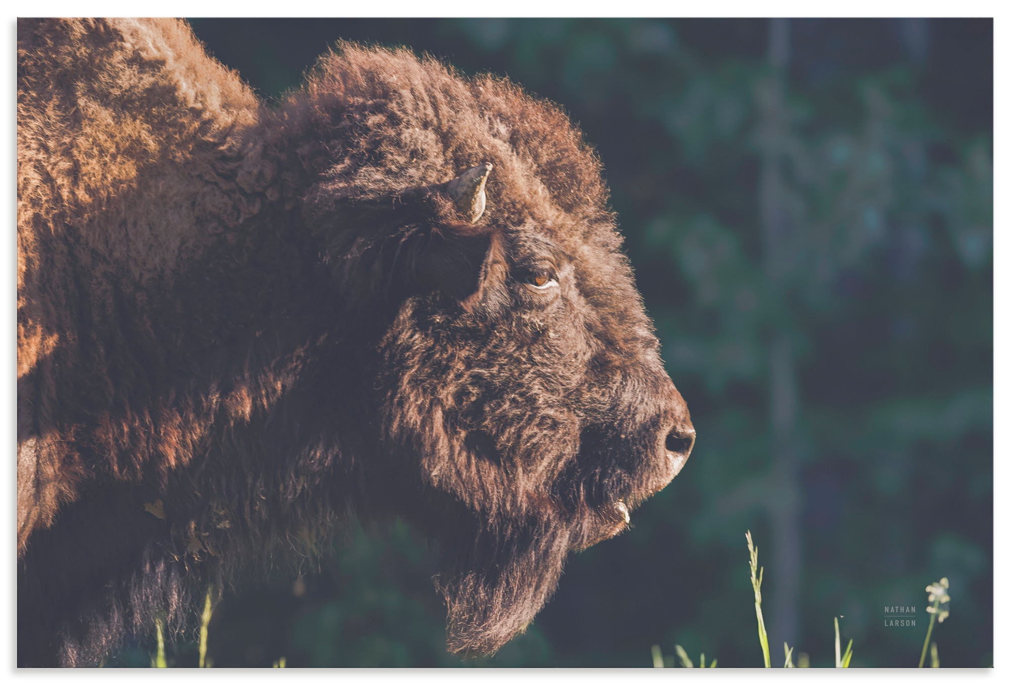 Wandbild ARTLAND "Bison Meditation", farbe bild(er): braun, B:60cm H:40cm, Alu Dibond, Bilder, als Alubild, Leinwandbild, Poster, Wandaufkleber in verschied. Größen