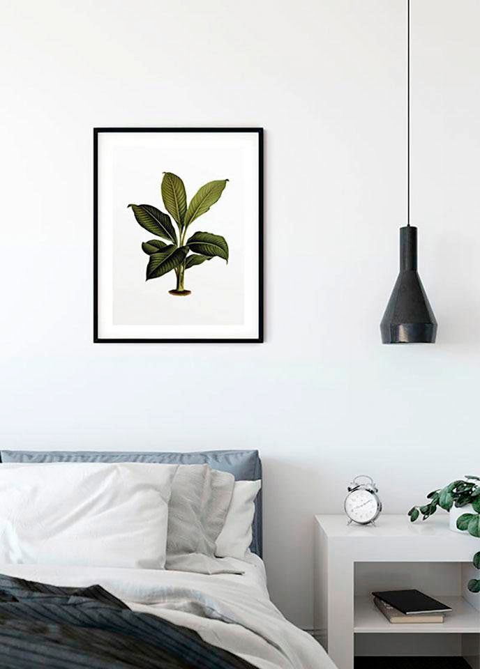 Komar Bild »Elastica Leaf« Blätter | Pflanzen 1 Stk. tlg. Wandbild zur Dekoration - ohne Rahmen