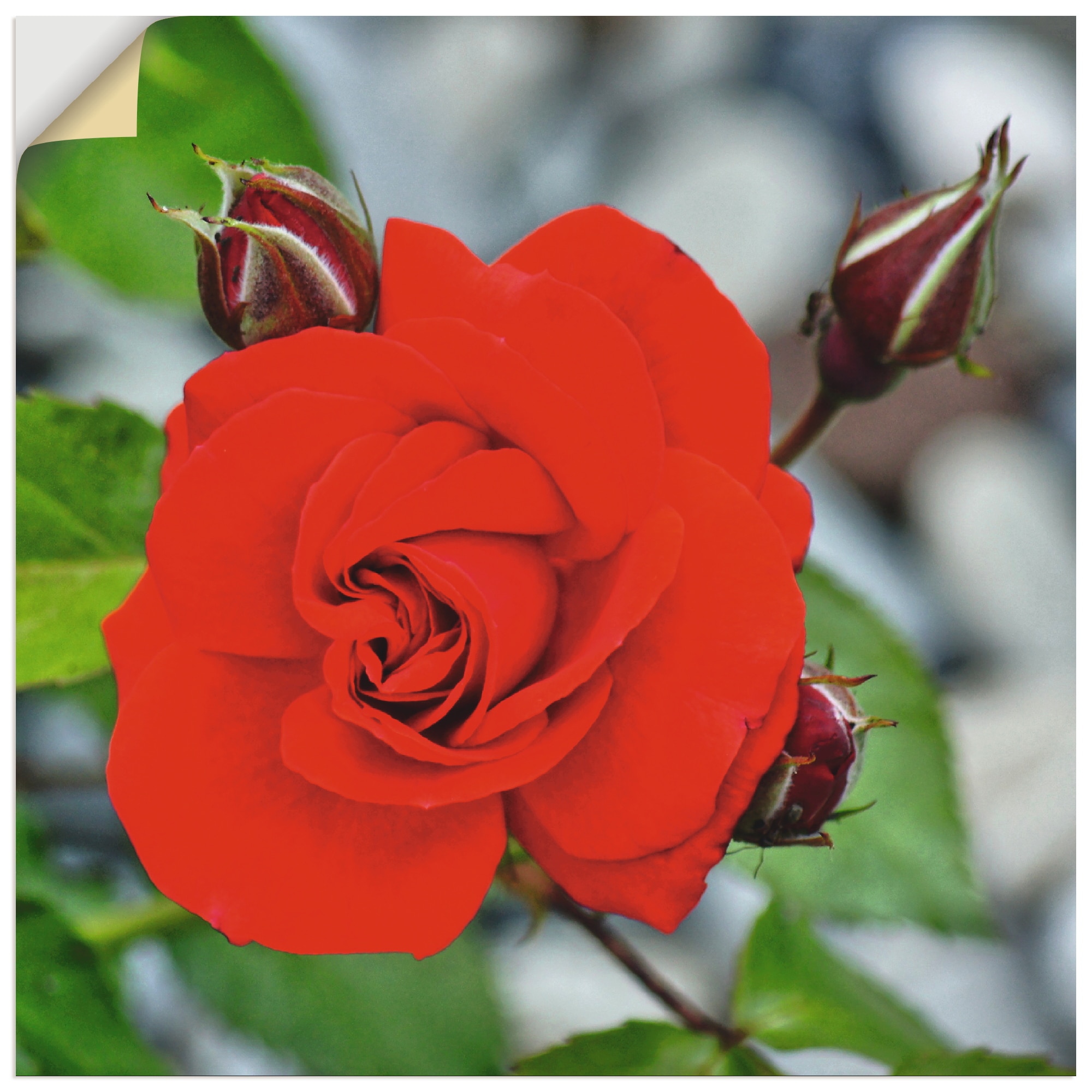 Black Friday Artland Wandbild »Rote Rosenblüte mit Knospen«, Blumen, (1 St.),  als Alubild, Leinwandbild, Wandaufkleber oder Poster in versch. Größen |  BAUR