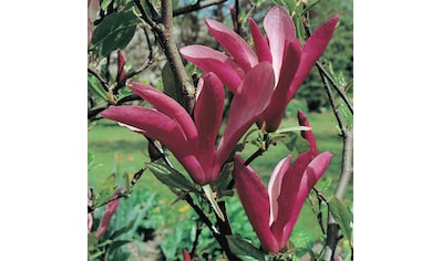 BCM Gehölze »Magnolie 'Susan'«, (1 St.), Höhe: 50 cm, 1 Pflanze kaufen