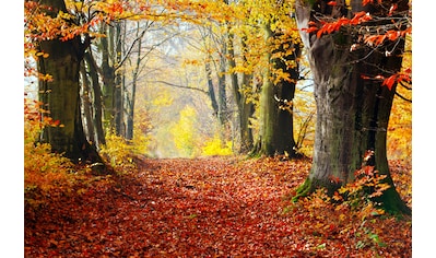 Fototapete »WALD-HERBST BÄUME NATUR LANDSCHAFT BAUM ALLEE WANDBILD«