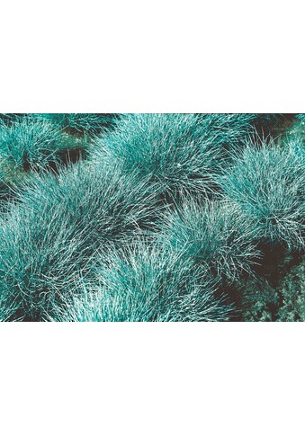 BCM Gräser »Blauschwingel Gras«, (3 St.), Schwingel-Set: 3 Pflanzen kaufen