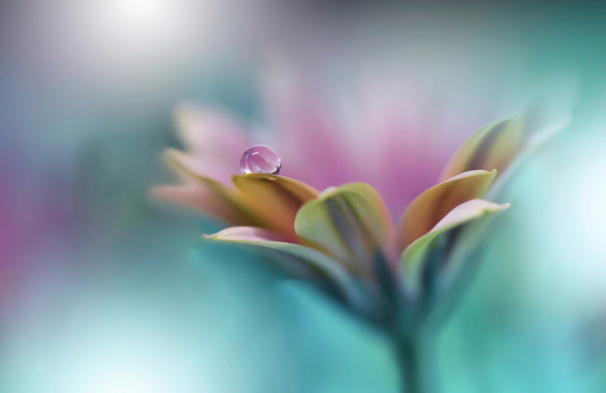 Papermoon "Zen Wassertropfen mit Blume Makro"