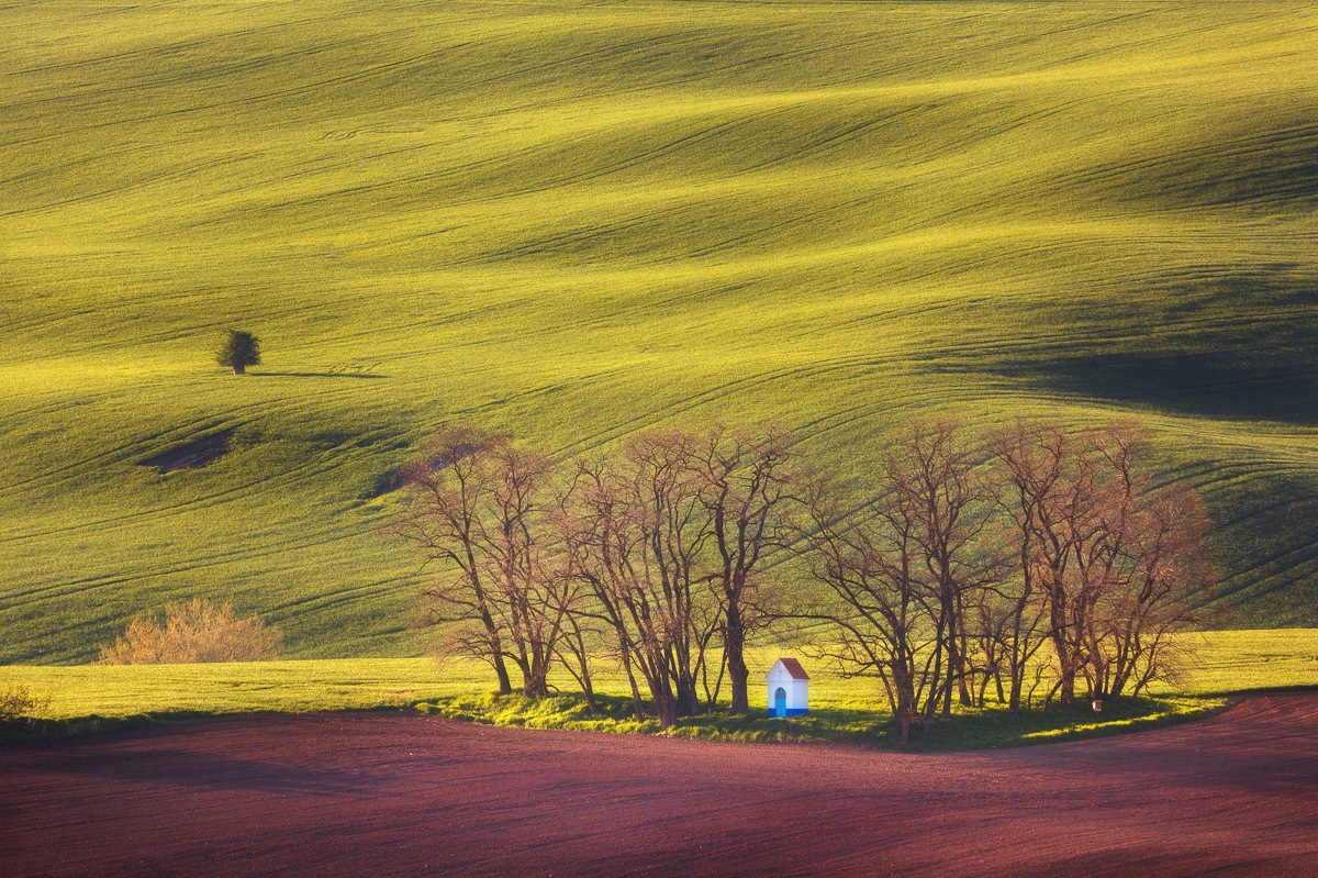 Papermoon Fototapete »Bäume in Fledern«