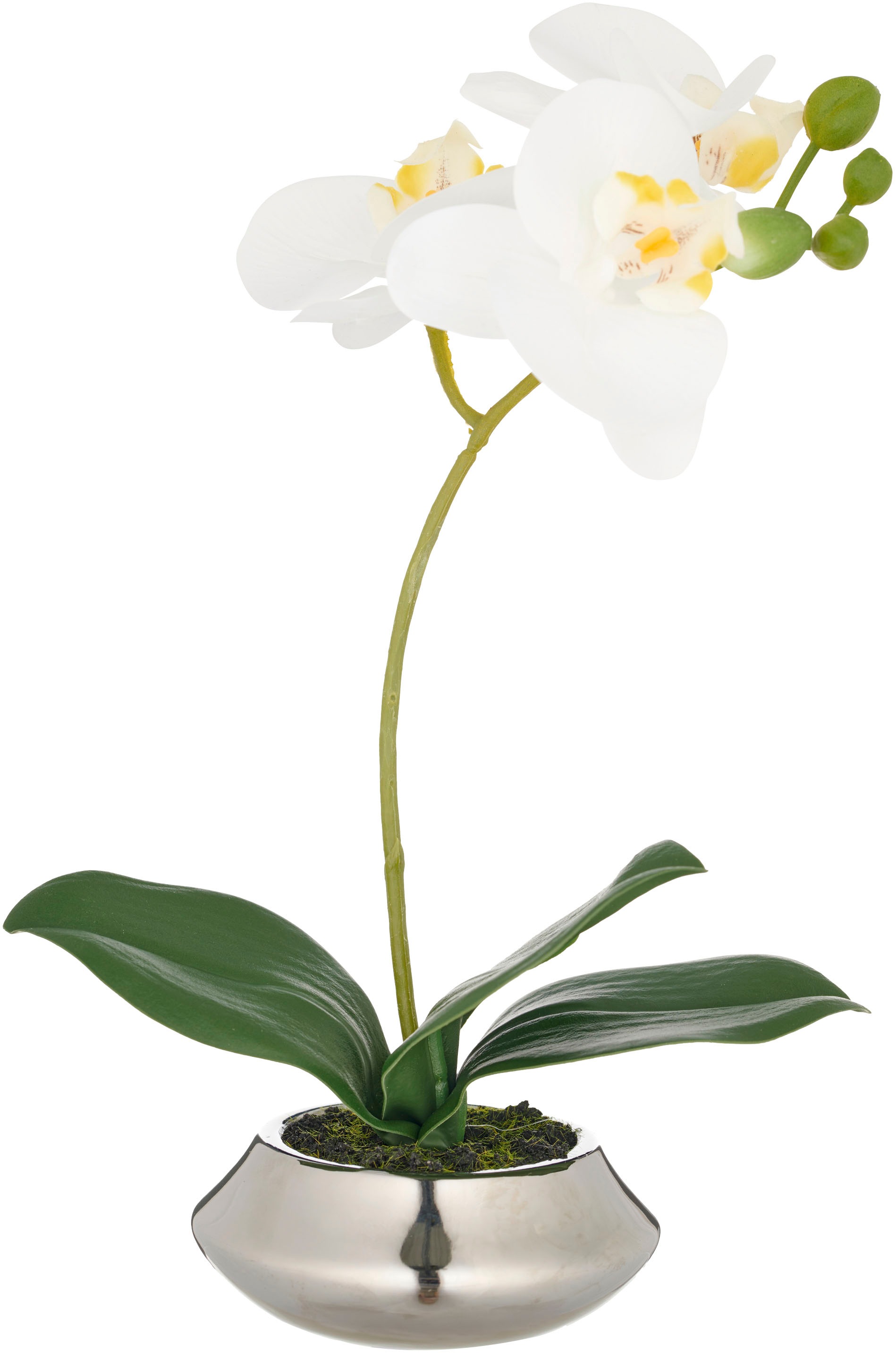 Creativ green Kunstorchidee »Orchidee Phalaenopsis«, mit dauerhafter Blütenpracht
