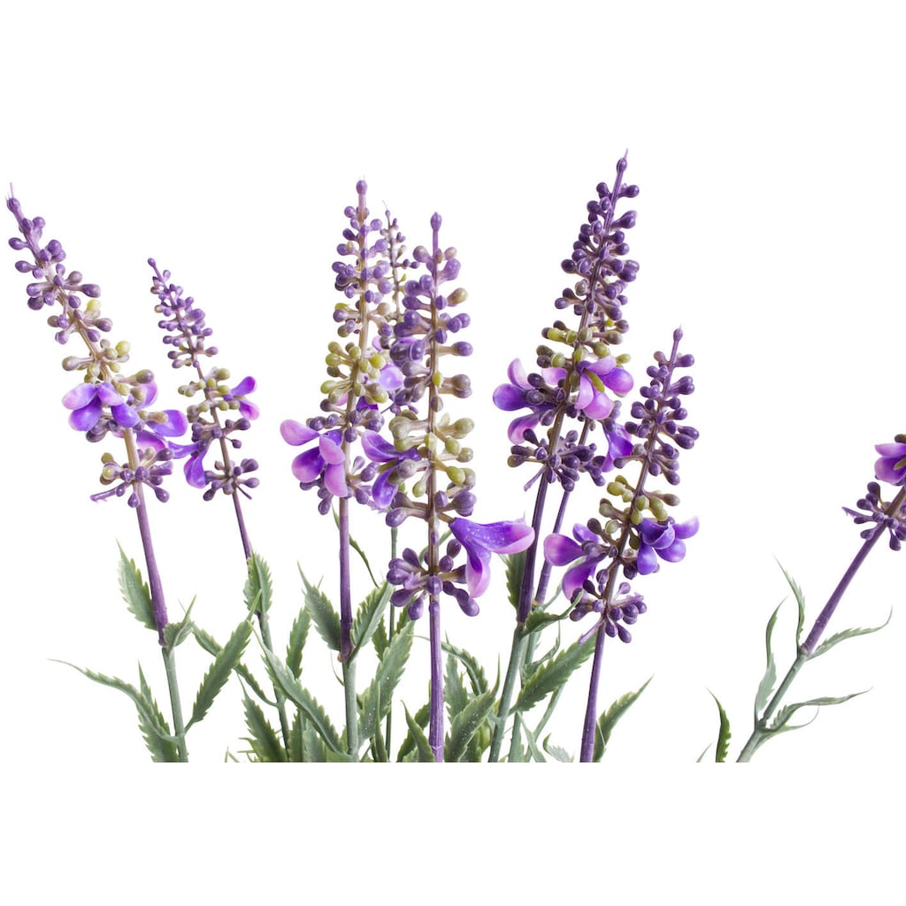 Botanic-Haus Künstliche Zimmerpflanze »Lavendel - Kräutertopf«