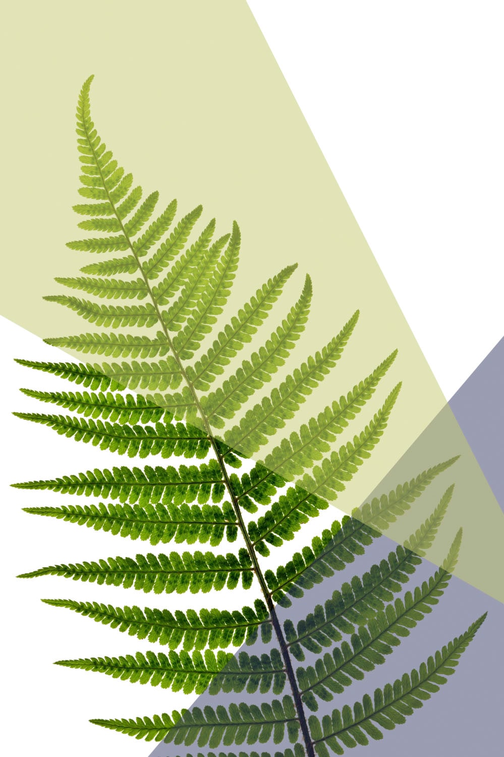 queence Acrylglasbild "Blätter" Blätter  Blätterbilder  Kunst  Pflanzen  Pf günstig online kaufen