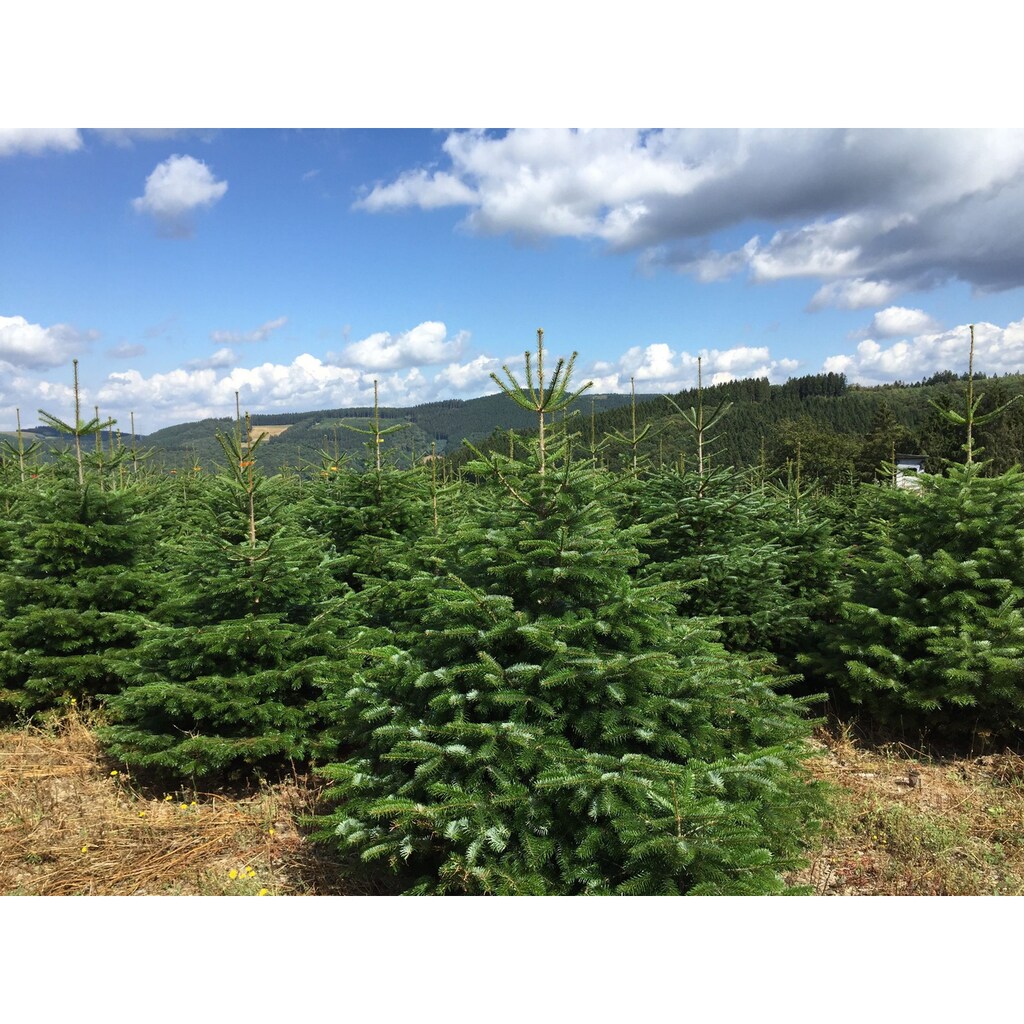 Alle Guru weihnachtsbaum im Blick