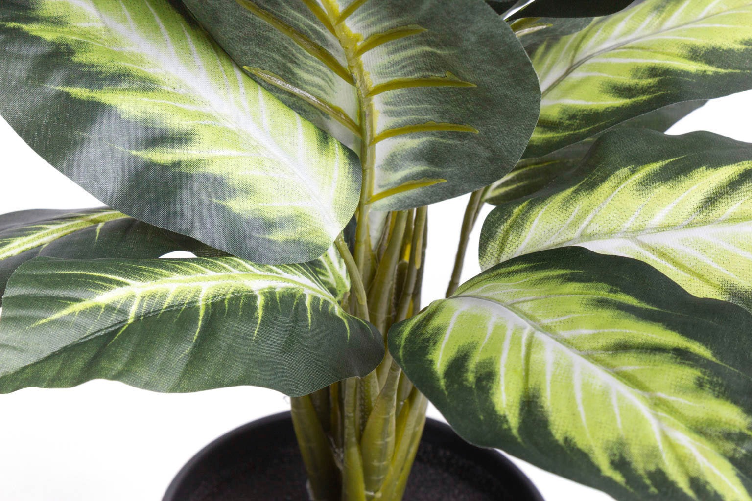 Botanic-Haus Künstliche Zimmerpflanze "Dieffenbachia" günstig online kaufen