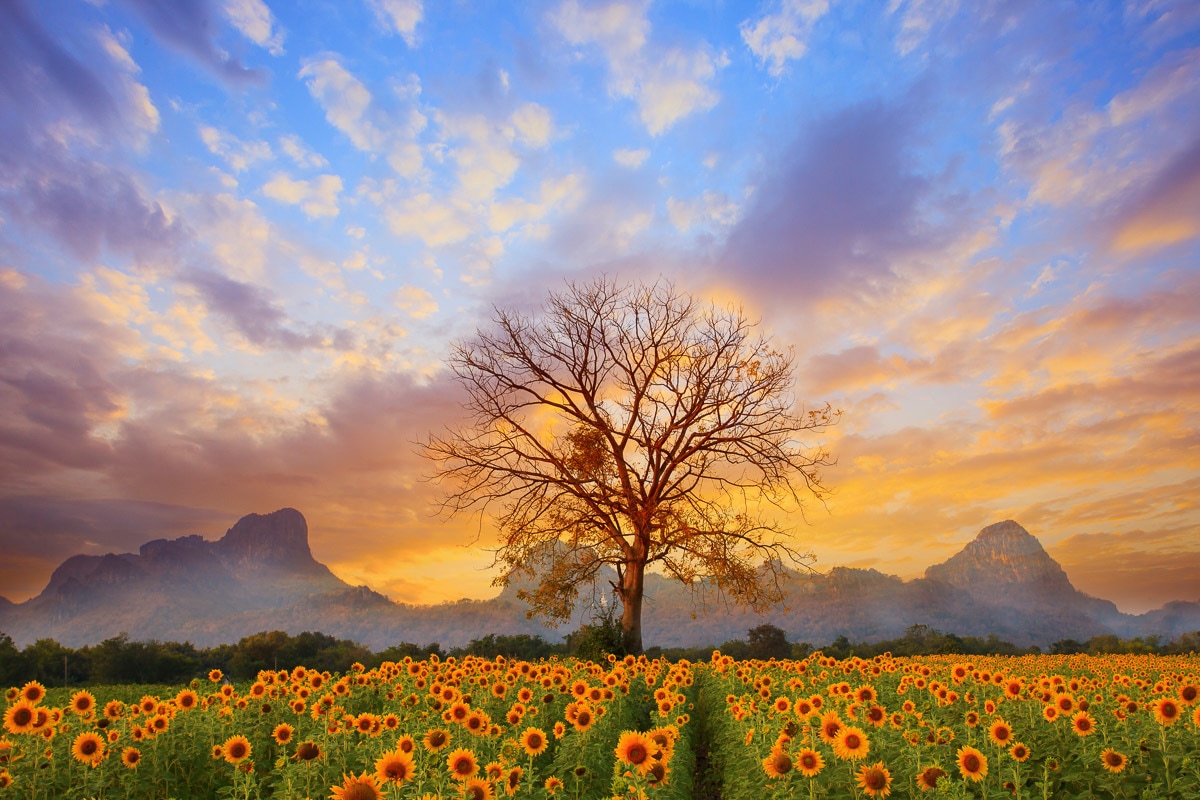 Papermoon Fototapetas »Sonnenblumenlandschaft«