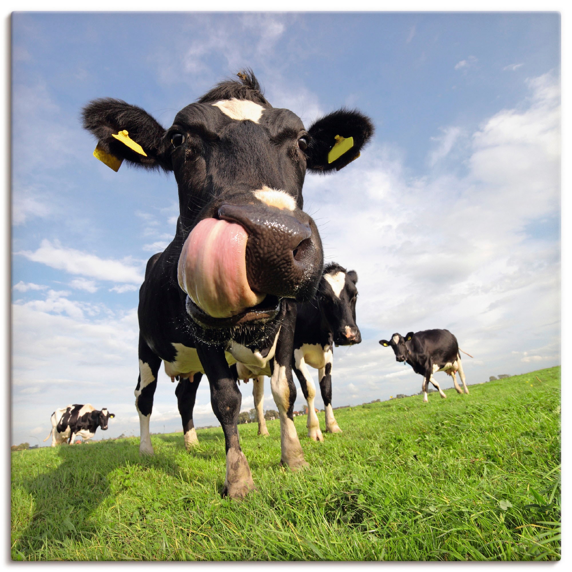Holen Sie sich das echte Angebot zu einem tollen Preis! Artland Wandbild »Holstein-Kuh Größen BAUR Zunge«, Leinwandbild, als versch. mit St.), Alubild, (1 Haustiere, Poster kaufen gewaltiger | Wandaufkleber in oder
