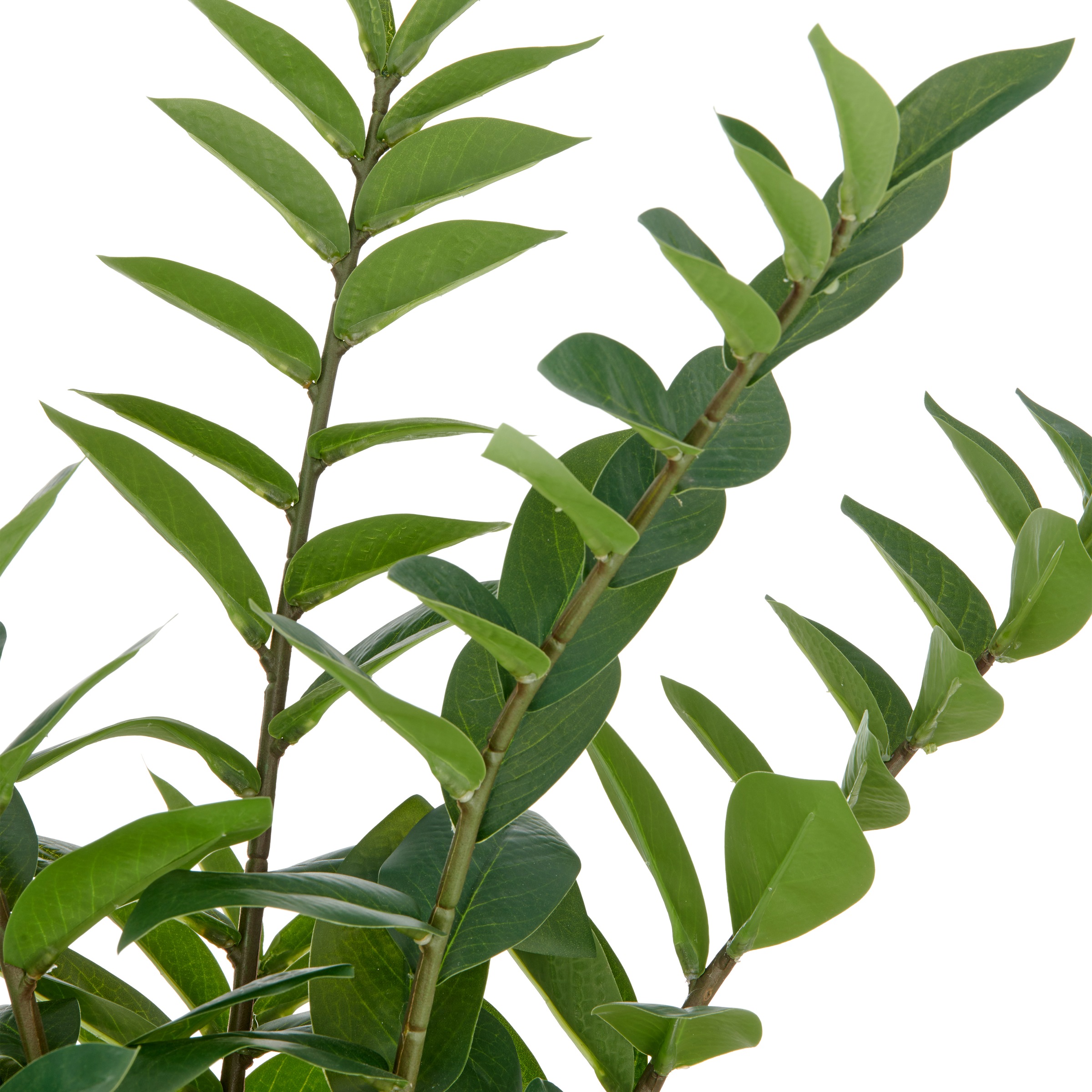 Creativ green Kunstpflanze "Zamifolia", mit detailgetreuer Gestaltung günstig online kaufen