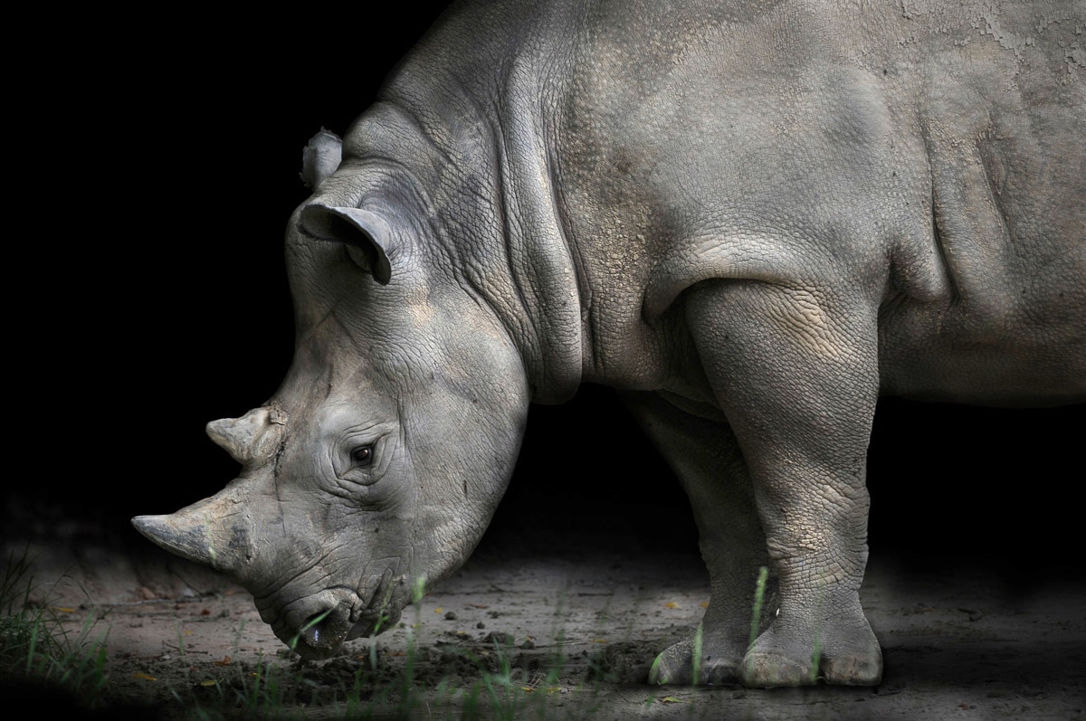Papermoon Fototapete "Nashorn"