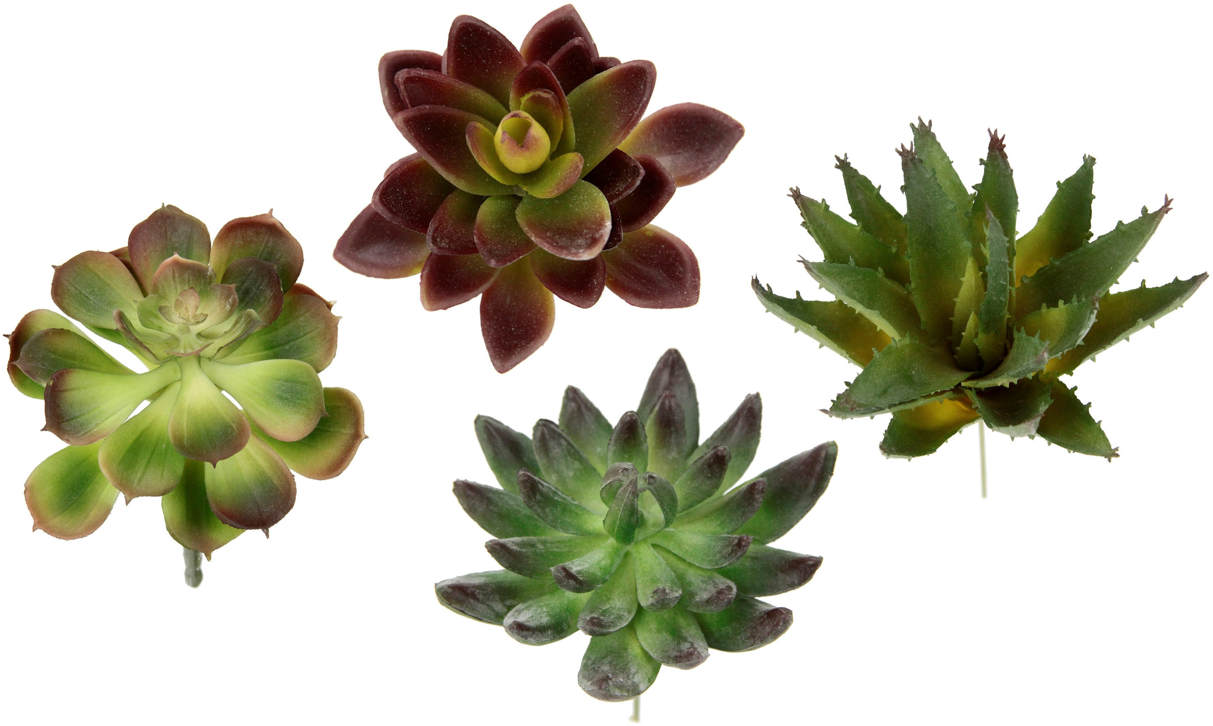 »Dekorative Sukkulenten«, künstliche kaufen Kaktus | Aloe, Set, BAUR I.GE.A. Agave, Pflanzen, Sukkulenten, 4er Kunstpflanze