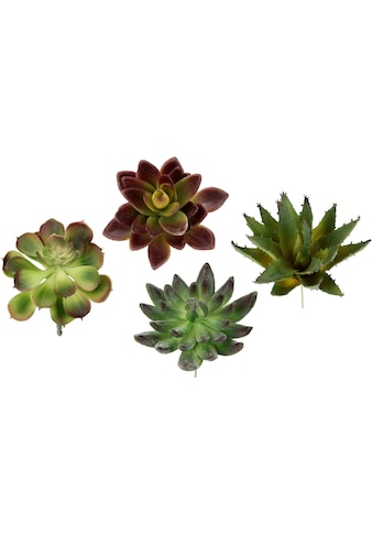 Kunstpflanze »Dekorative Sukkulenten«