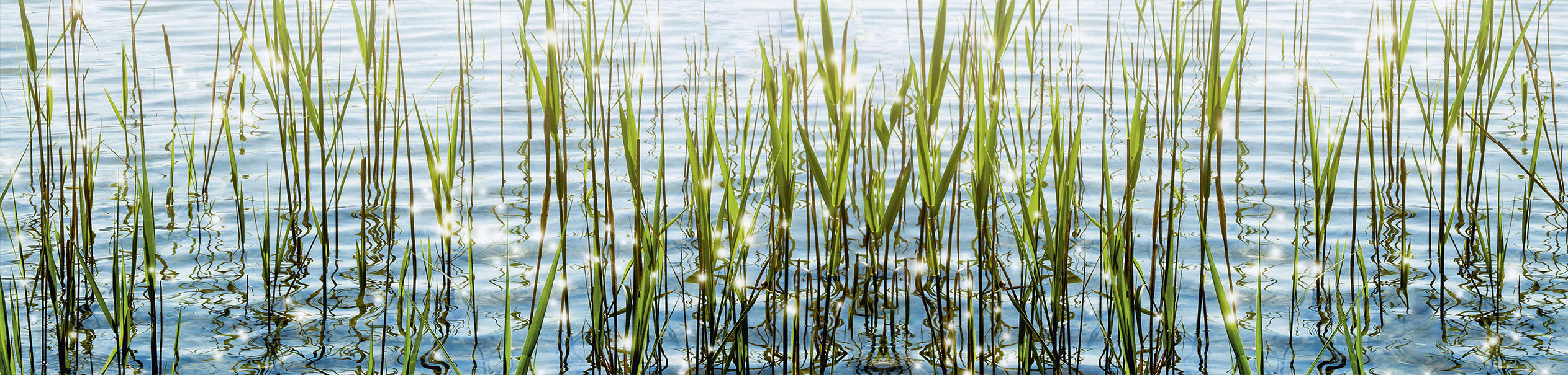 EXPRESS KÜCHEN Küchenrückwand "Seegras", B/H: 240cm x 55,9cm, bunt, Spritzschutzwände