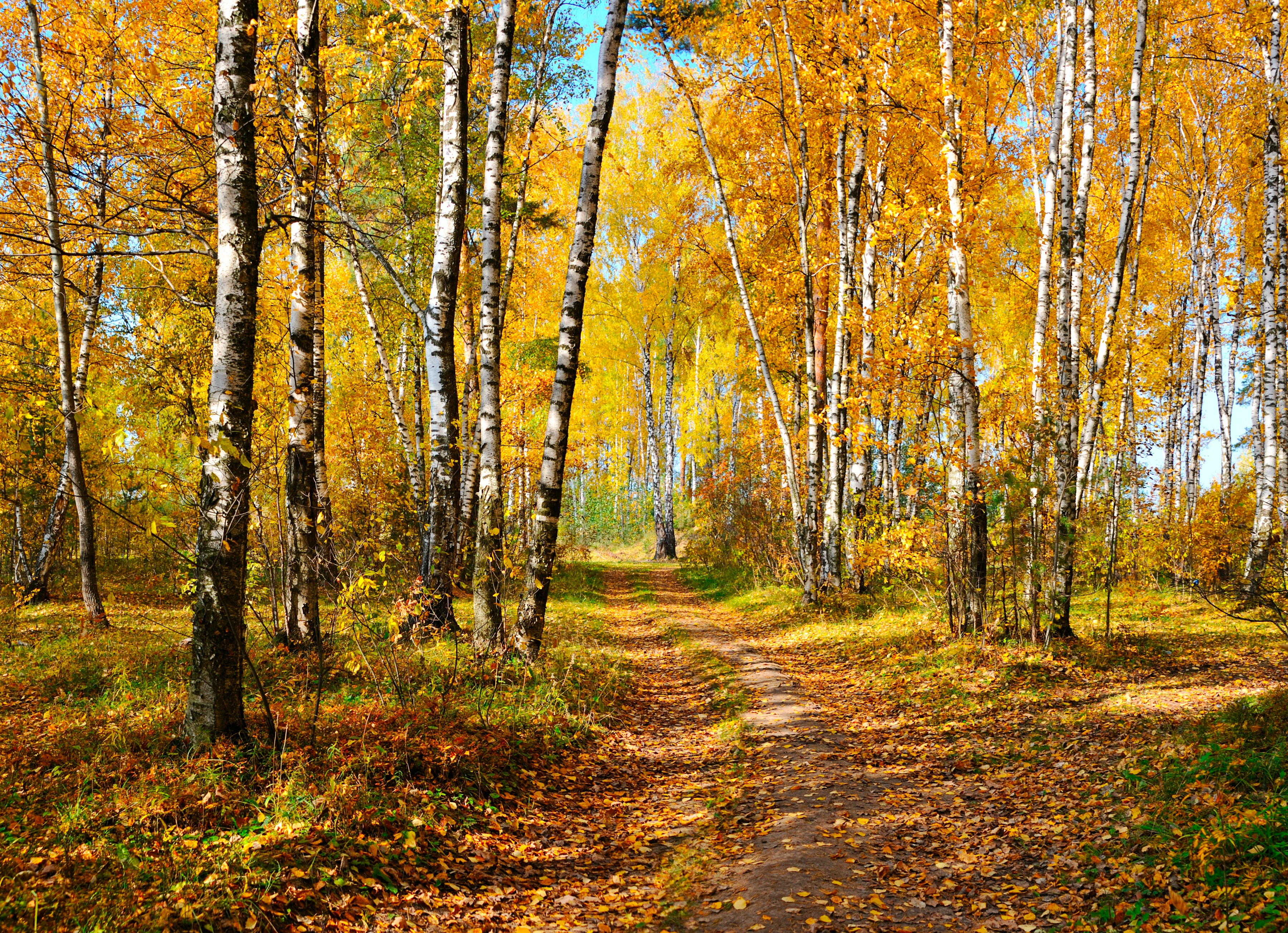 Papermoon Fototapete "Autumn Forest" glatt