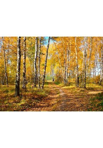 Papermoon Fototapetas »Autumn Forest«