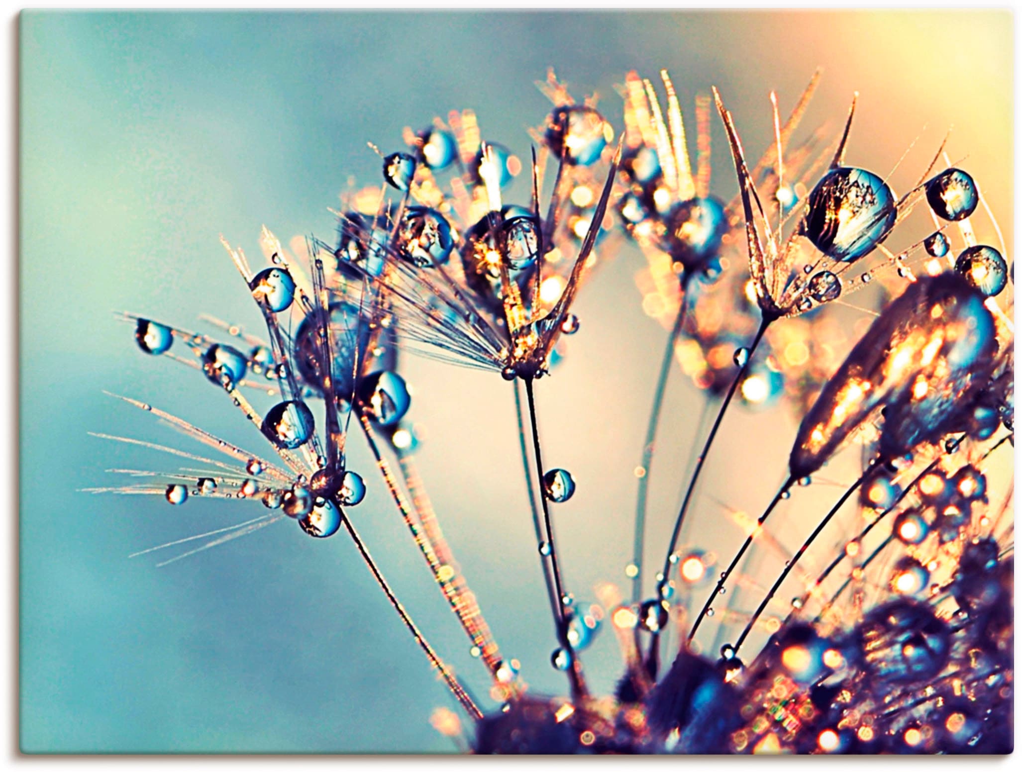 Artland Wandbild "Pusteblume Glitzertau" 1 Stk. tlg. als Leinwandbild, Post günstig online kaufen