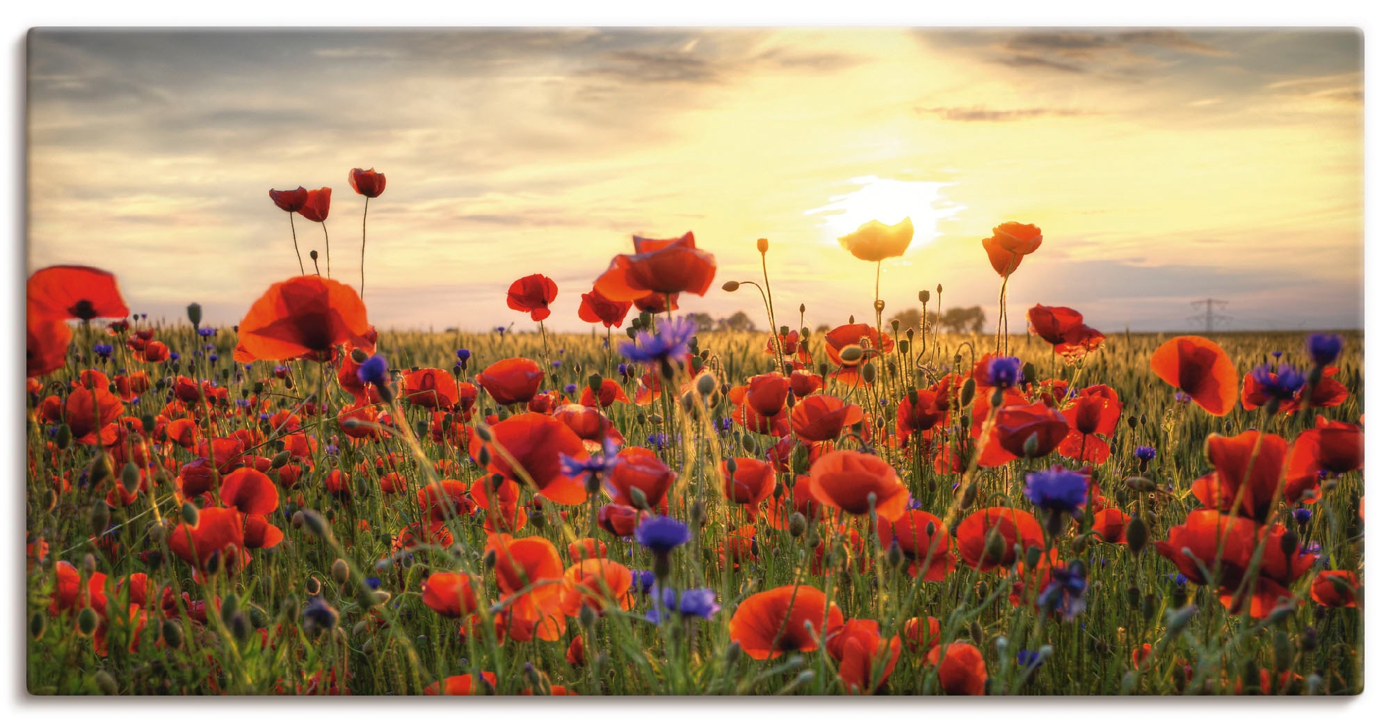 Artland Wandbild "Mohnblumen" Blumen 1 Stk. tlg. als Alubild, Leinwandbild, Poster in verschied. Größen
