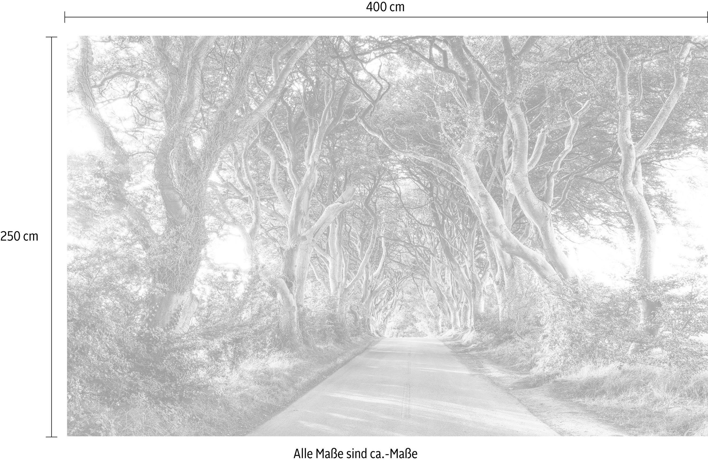 Komar Vliestapete »Digitaldruck Vlies - Golden Hedges - Größe 400 x 250 cm«, bedruckt, Wohnzimmer, Schlafzimmer
