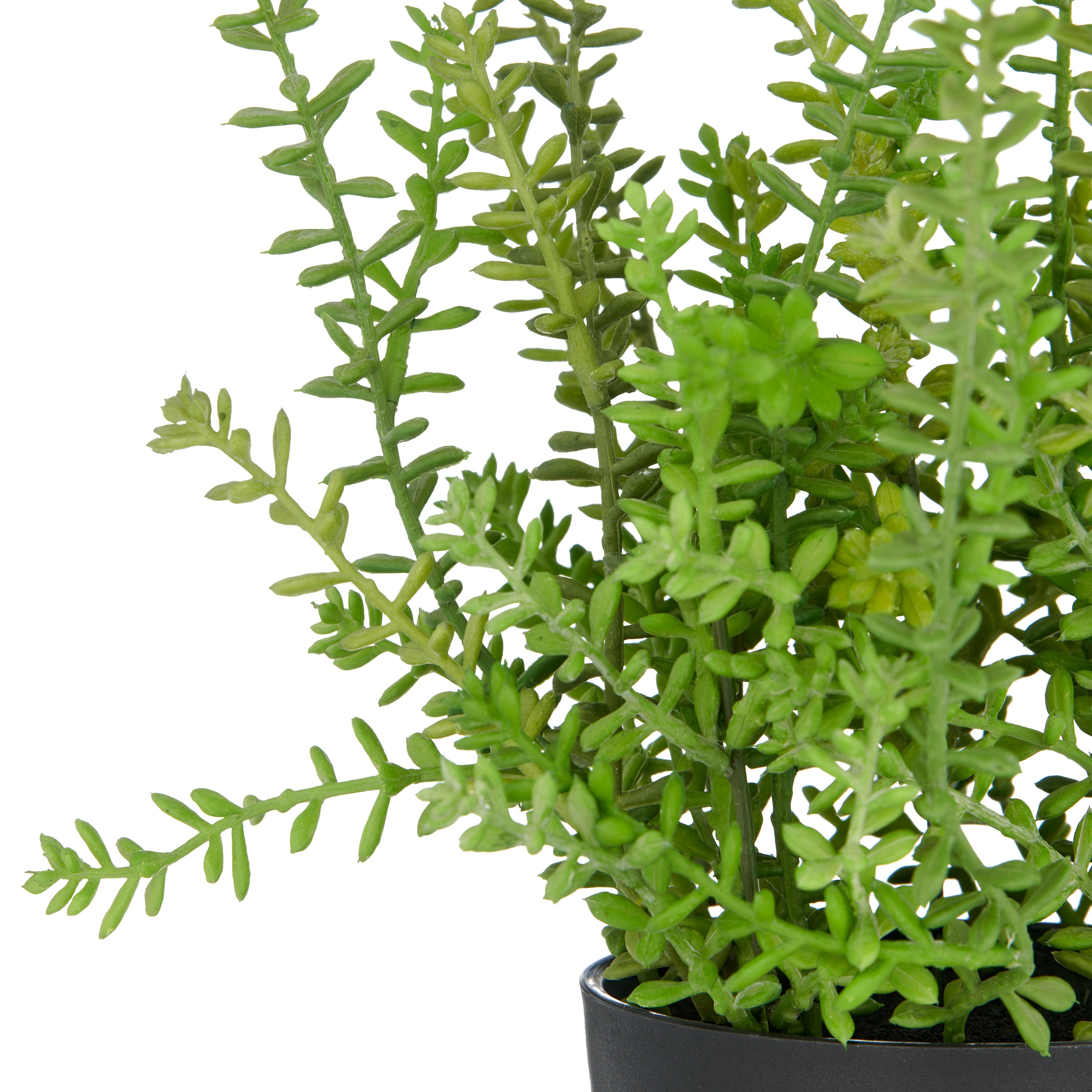 Creativ green Kunstpflanze »Sedum acre Yellow Queen«, mit filigranen Sedumzweigen