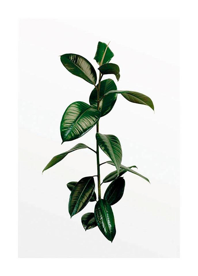 Poster »Ficus (1 Pflanzen, Kinderzimmer, Komar Schlafzimmer, Wohnzimmer St.), BAUR Branch«, |