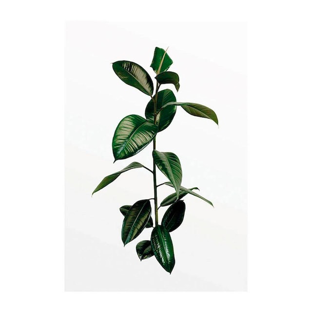 | Pflanzen, »Ficus Poster Schlafzimmer, Wohnzimmer (1 BAUR Komar Kinderzimmer, St.), Branch«,