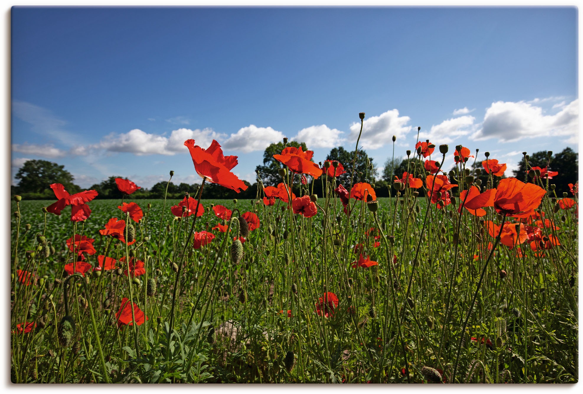 Blumenwiese, St.), (1 Alubild, Größen Poster als oder Wandaufkleber | versch. BAUR in Artland bestellen »Mohnblumen«, Wandbild Leinwandbild,