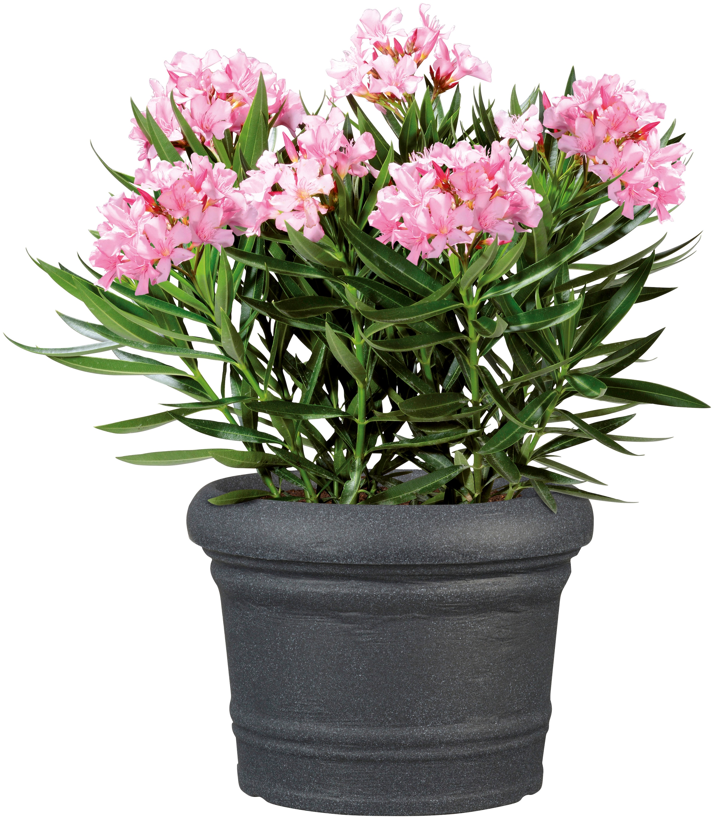 Scheurich Blumentopf »40/064 FORMIA«