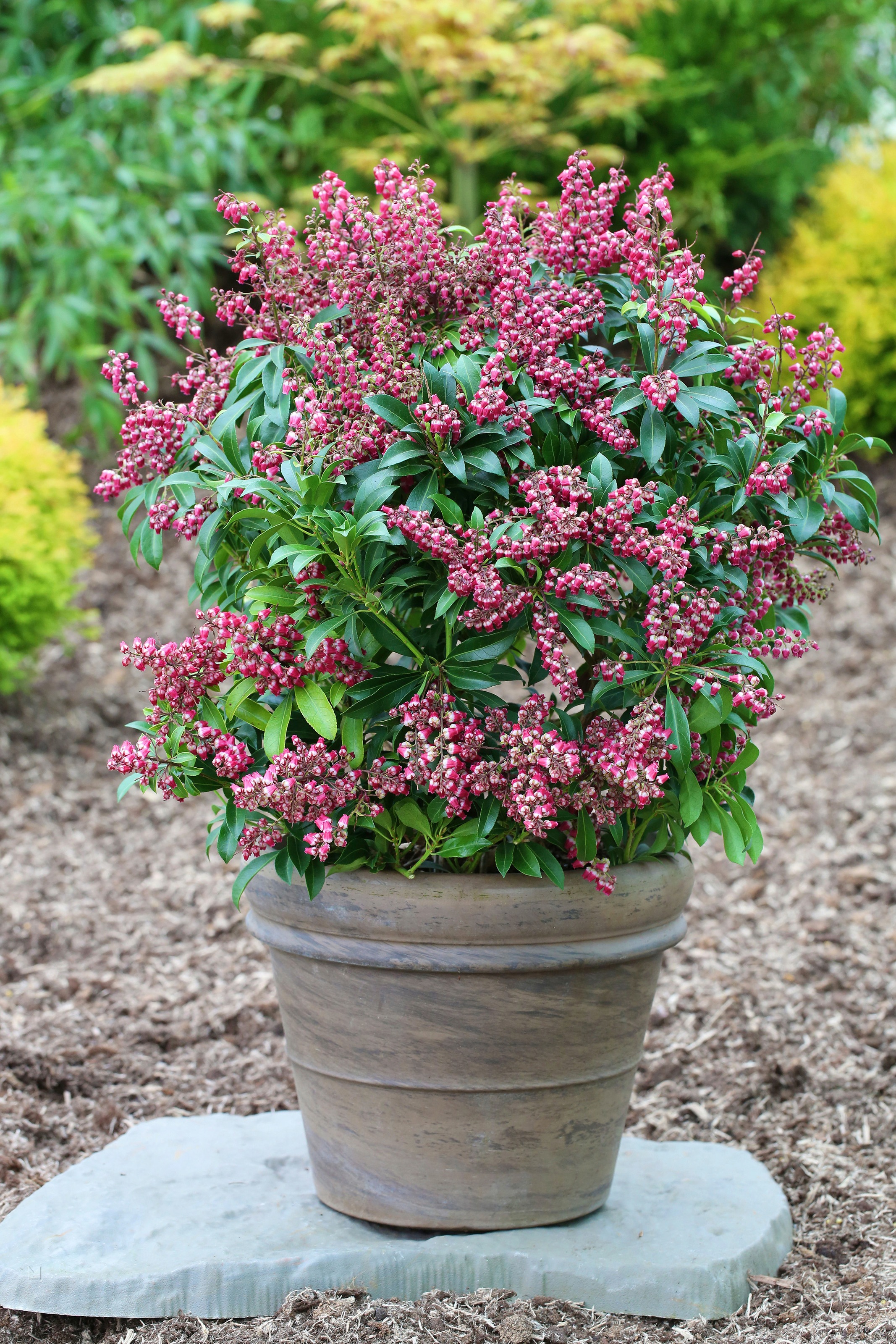 Bcm Geholze Pieris Japonica Passion Lieferhohe Ca 25 Cm 1 Pflanze Kaufen Baur