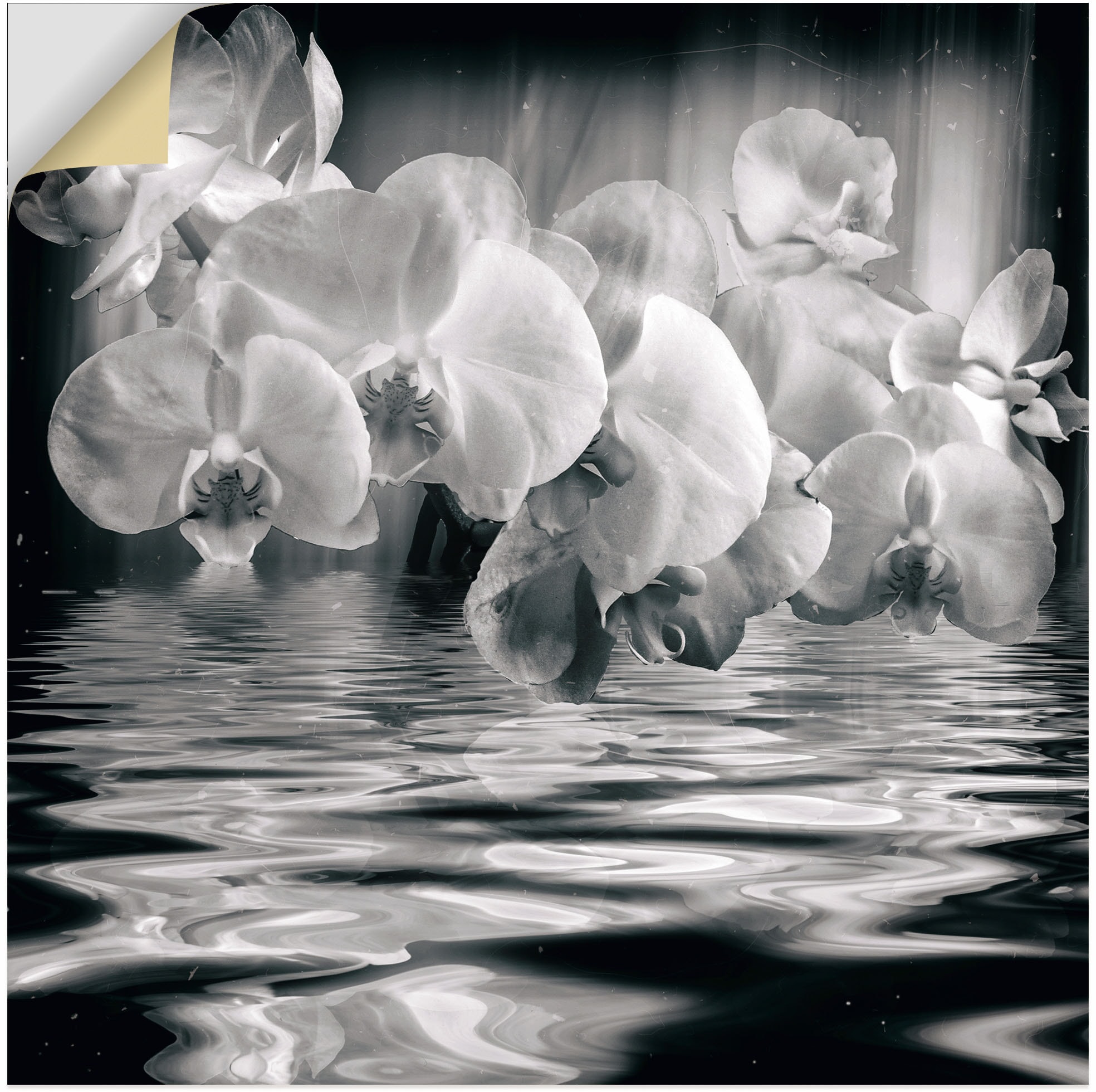 Artland Wandbild »Orchideen - monochrom«, Leinwandbild, Poster | Größen in Bilder, als oder Alubild, St.), BAUR kaufen (1 Spa Wandaufkleber versch