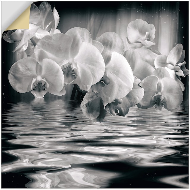 Artland Wandbild »Orchideen - monochrom«, Spa Bilder, (1 St.), als Alubild,  Leinwandbild, Wandaufkleber oder Poster in versch. Größen kaufen | BAUR