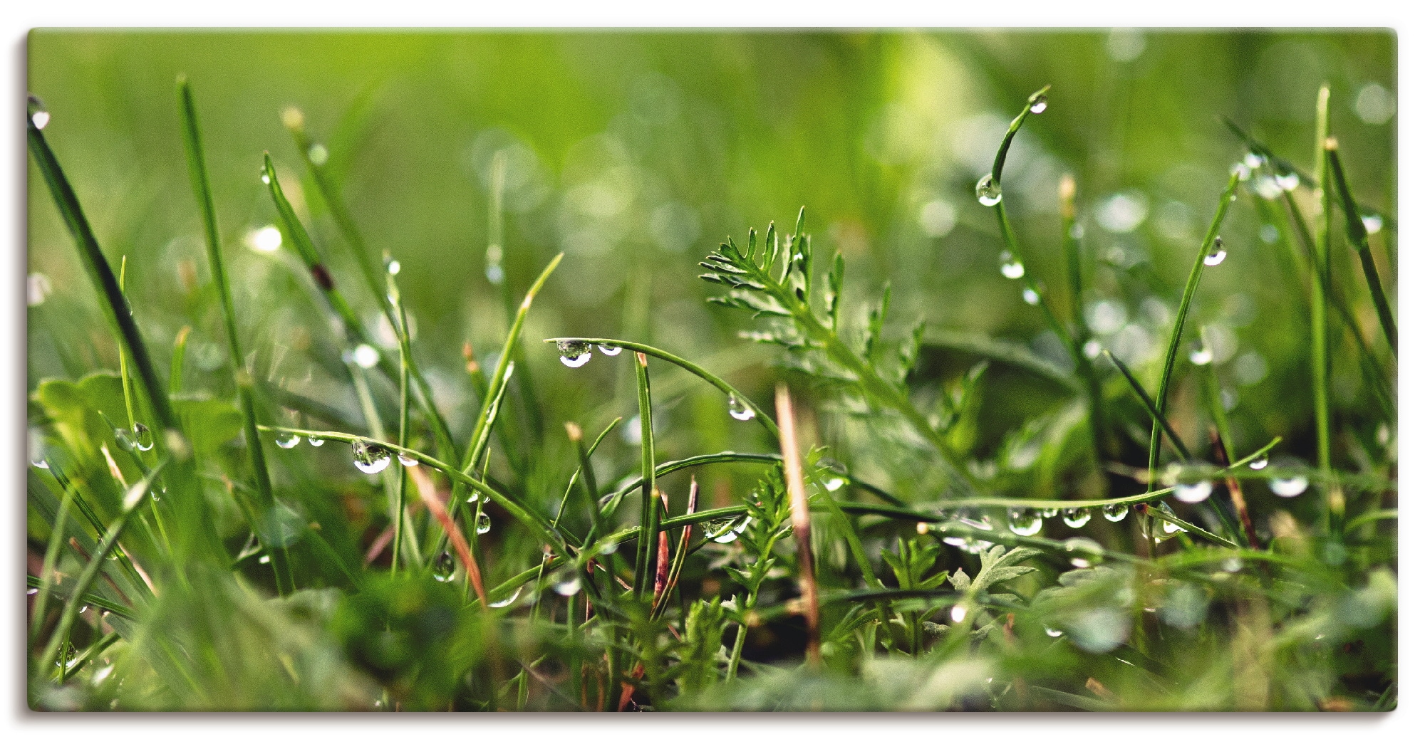 Artland Leinwandbild "Tautropfen" Gräser 1 Stk. tlg. auf Holzrahmen gespann günstig online kaufen