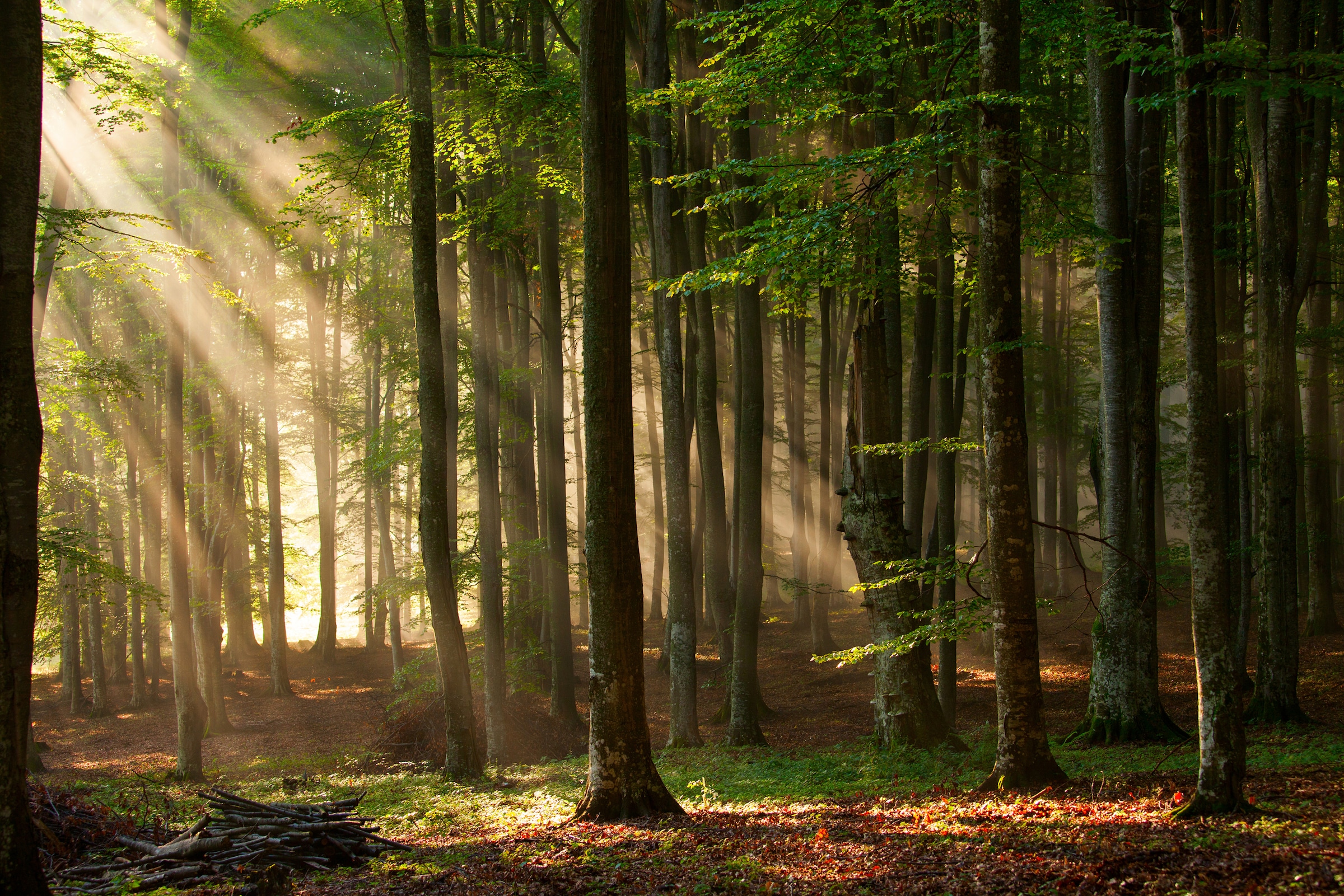 Papermoon Fototapete "Autumn Forest" glatt